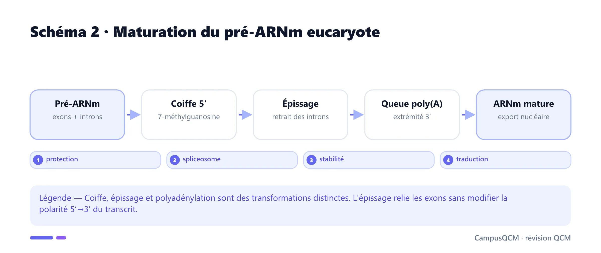 Étapes de maturation du pré-ARN messager en ARNm mature eucaryote.