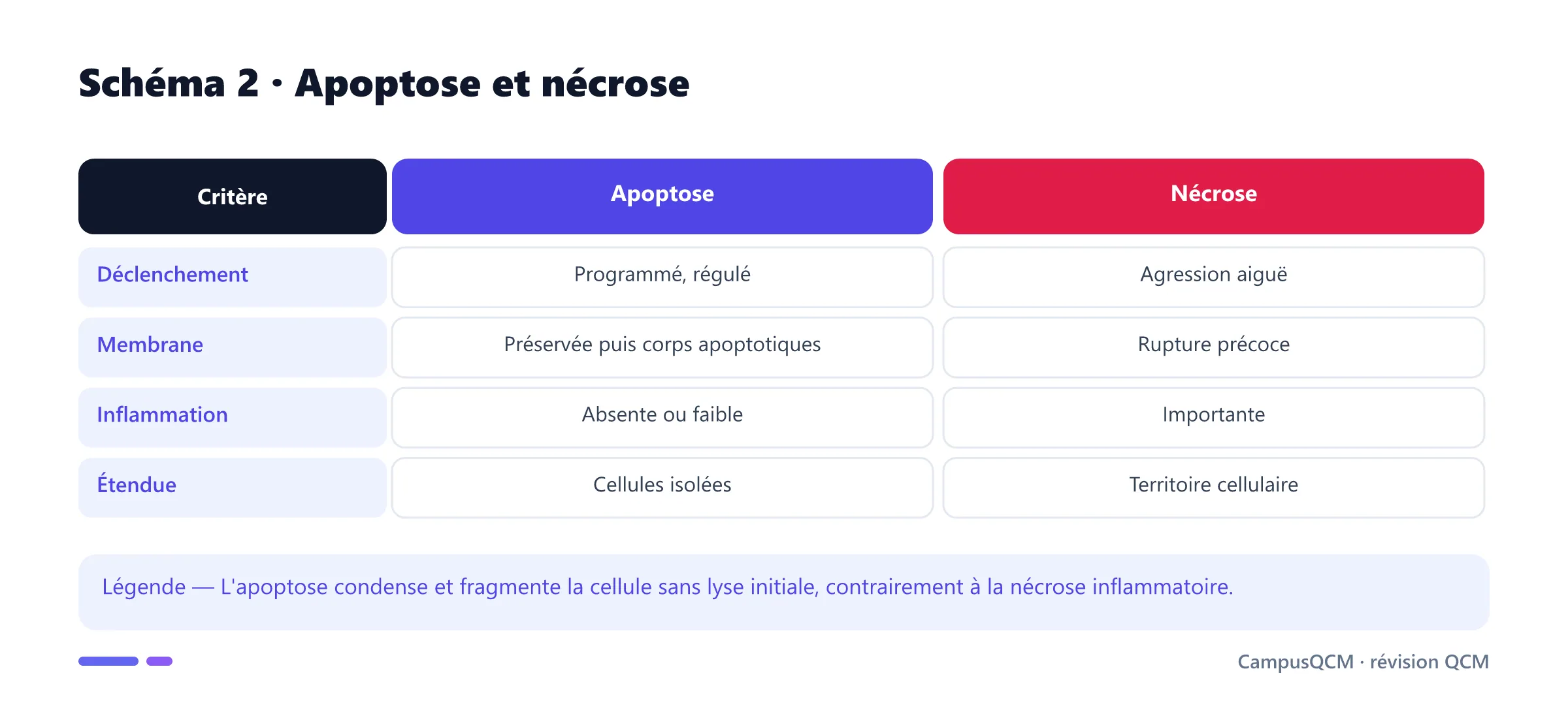 Comparaison de l'apoptose et de la nécrose.