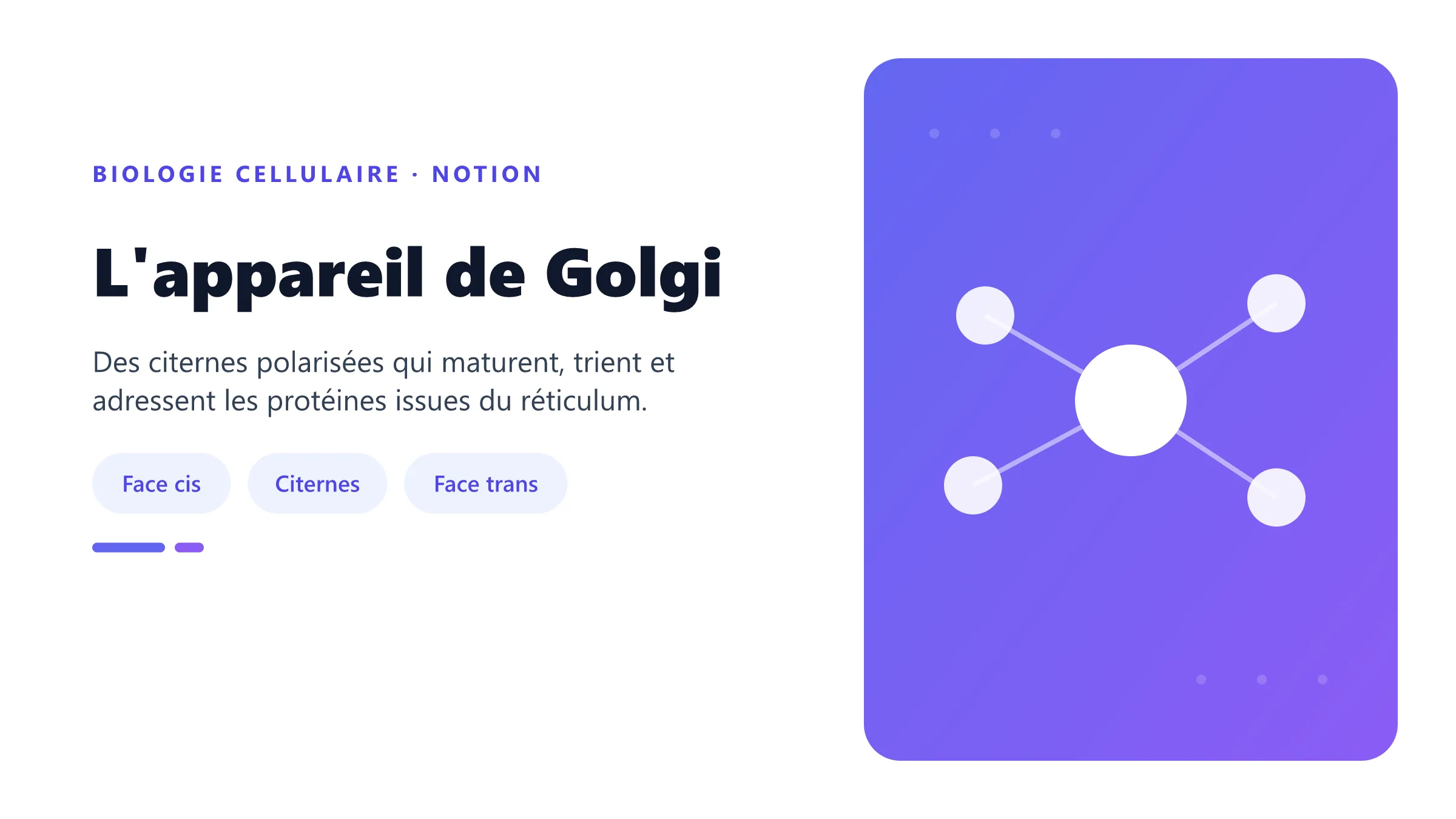 L'appareil de Golgi Appareil de Golgi et transport vésiculaire.