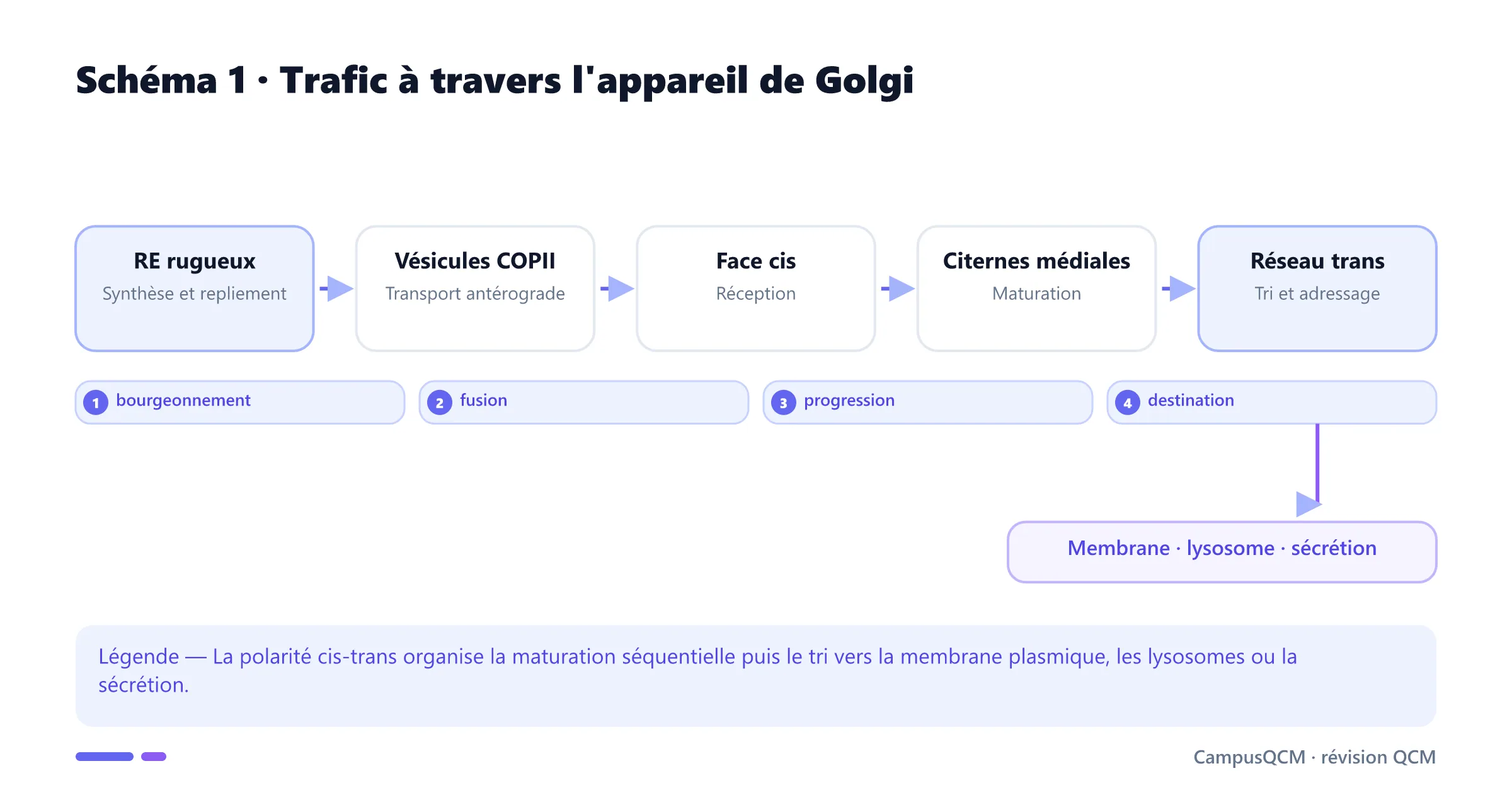 Trafic des protéines du réticulum à la face trans du Golgi.