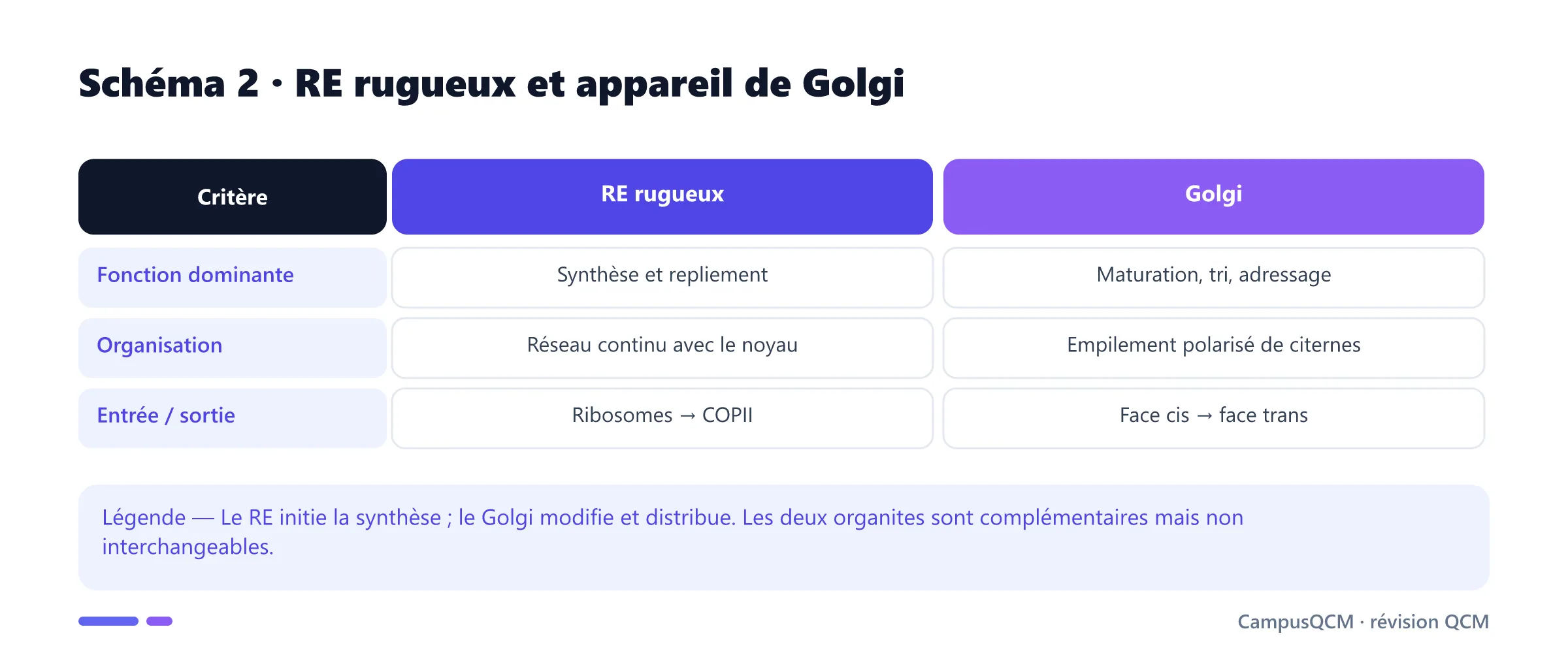 Comparaison fonctionnelle du réticulum rugueux et du Golgi.