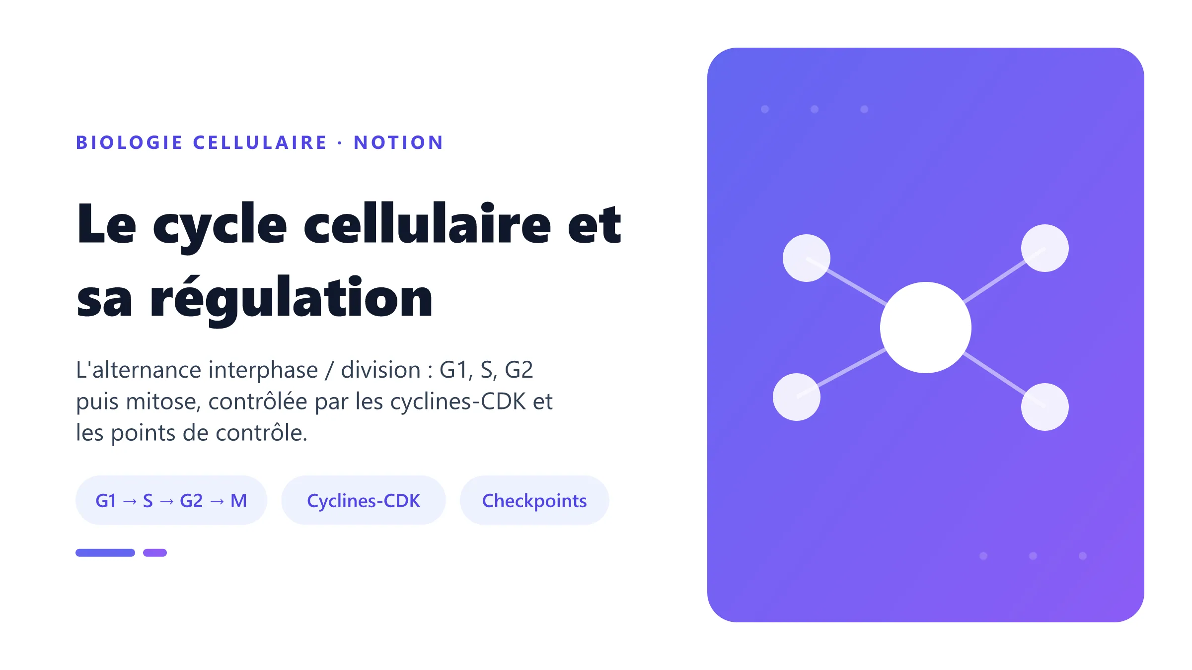 Le cycle cellulaire et sa régulation Le cycle cellulaire : phases G1, S, G2 et M, régulées par les cyclines-CDK et les points de contrôle.