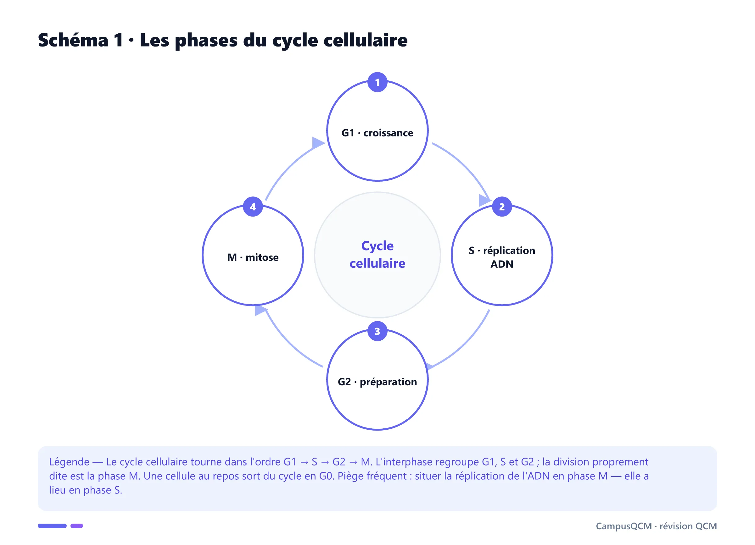 Schéma circulaire du cycle cellulaire montrant l'enchaînement des phases G1, S, G2 et M autour de l'interphase et de la mitose.