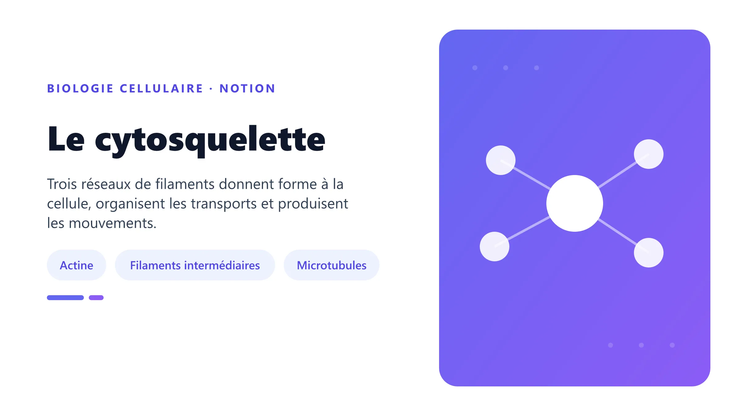 Le cytosquelette Réseaux d'actine, filaments intermédiaires et microtubules.