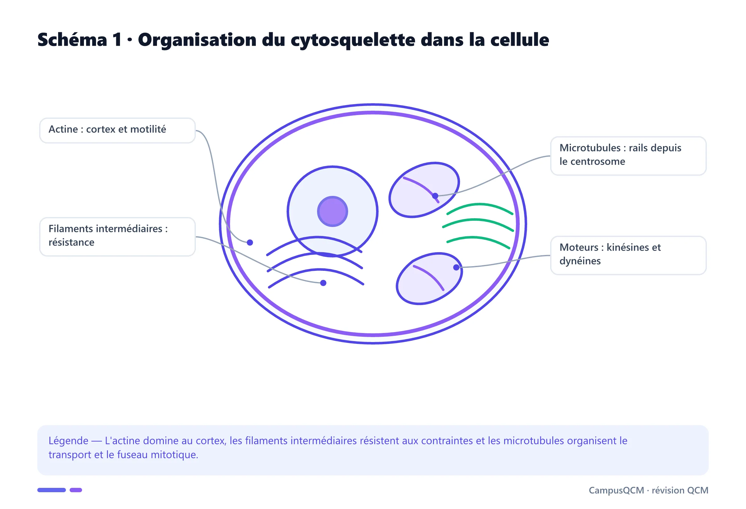 Cellule légendée montrant les trois réseaux du cytosquelette.