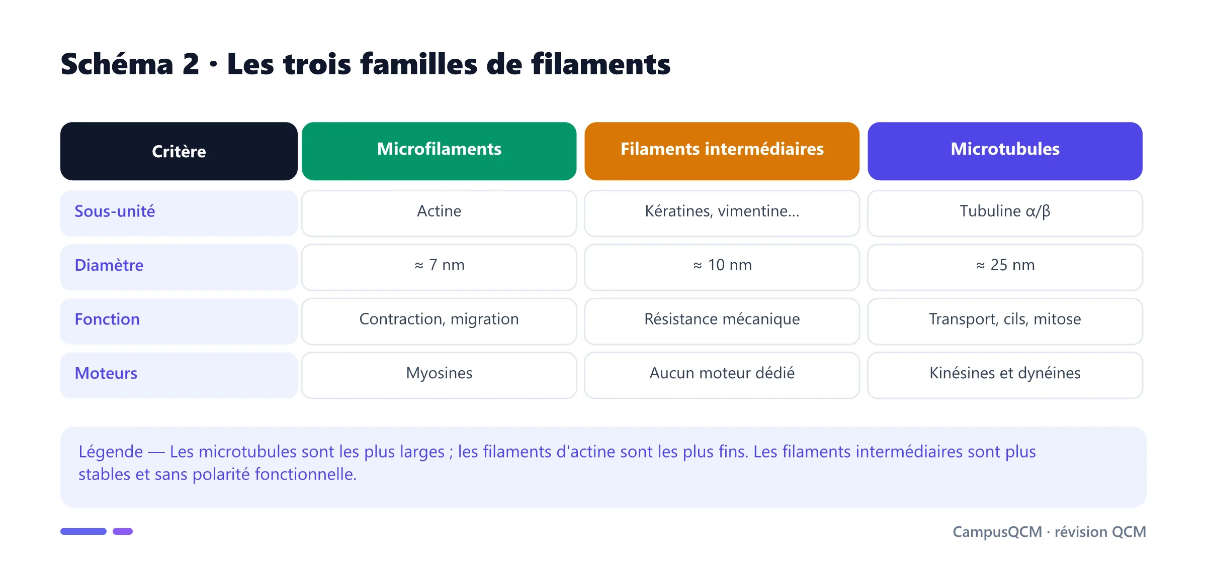 Comparaison des microfilaments, filaments intermédiaires et microtubules.