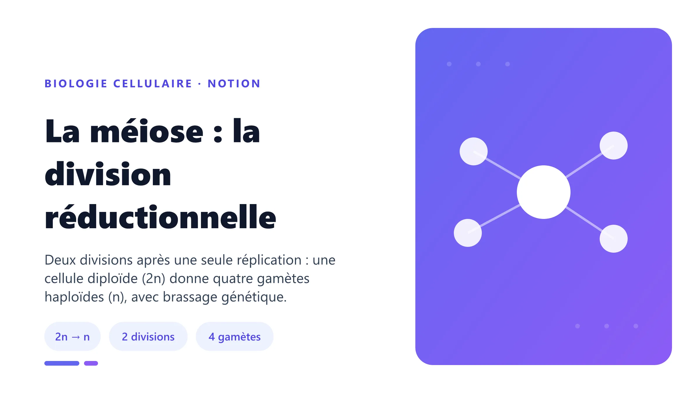La méiose : la division réductionnelle La méiose : division réductionnelle en deux étapes produisant quatre gamètes haploïdes à partir d'une cellule diploïde.