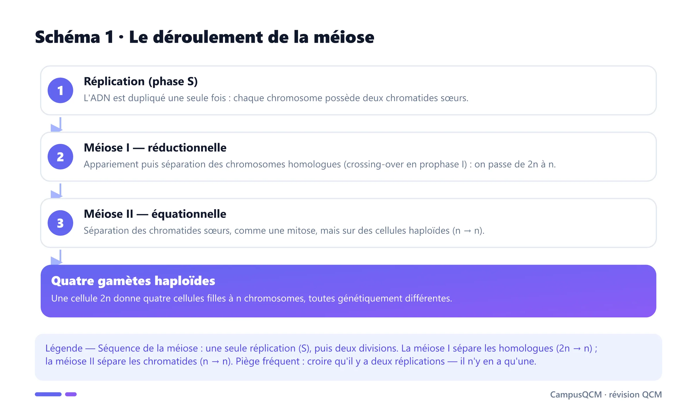 Bilan chromosomique de la méiose : cellule 2n 2C, réplication en 2n 4C, crossing-over, deux cellules n 2C après méiose I, puis quatre cellules n 1C après méiose II.