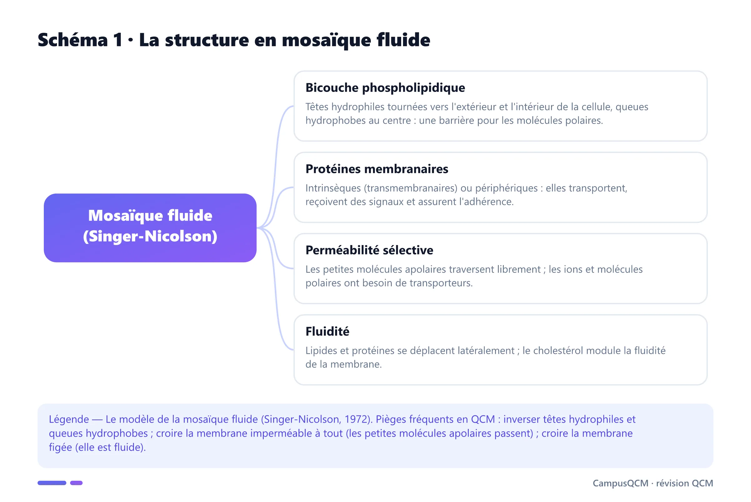 Cycle de la pompe sodium-potassium : fixation de trois sodium intracellulaires, phosphorylation par l'ATP, expulsion des sodium, fixation de deux potassium extracellulaires, déphosphorylation et libération des potassium dans le cytosol.