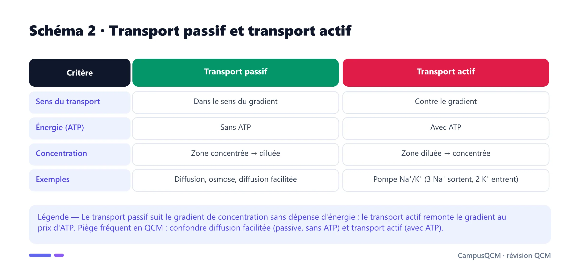 Tableau comparatif du transport passif et du transport actif à travers la membrane plasmique : sens, consommation d'ATP, gradient de concentration et exemples.