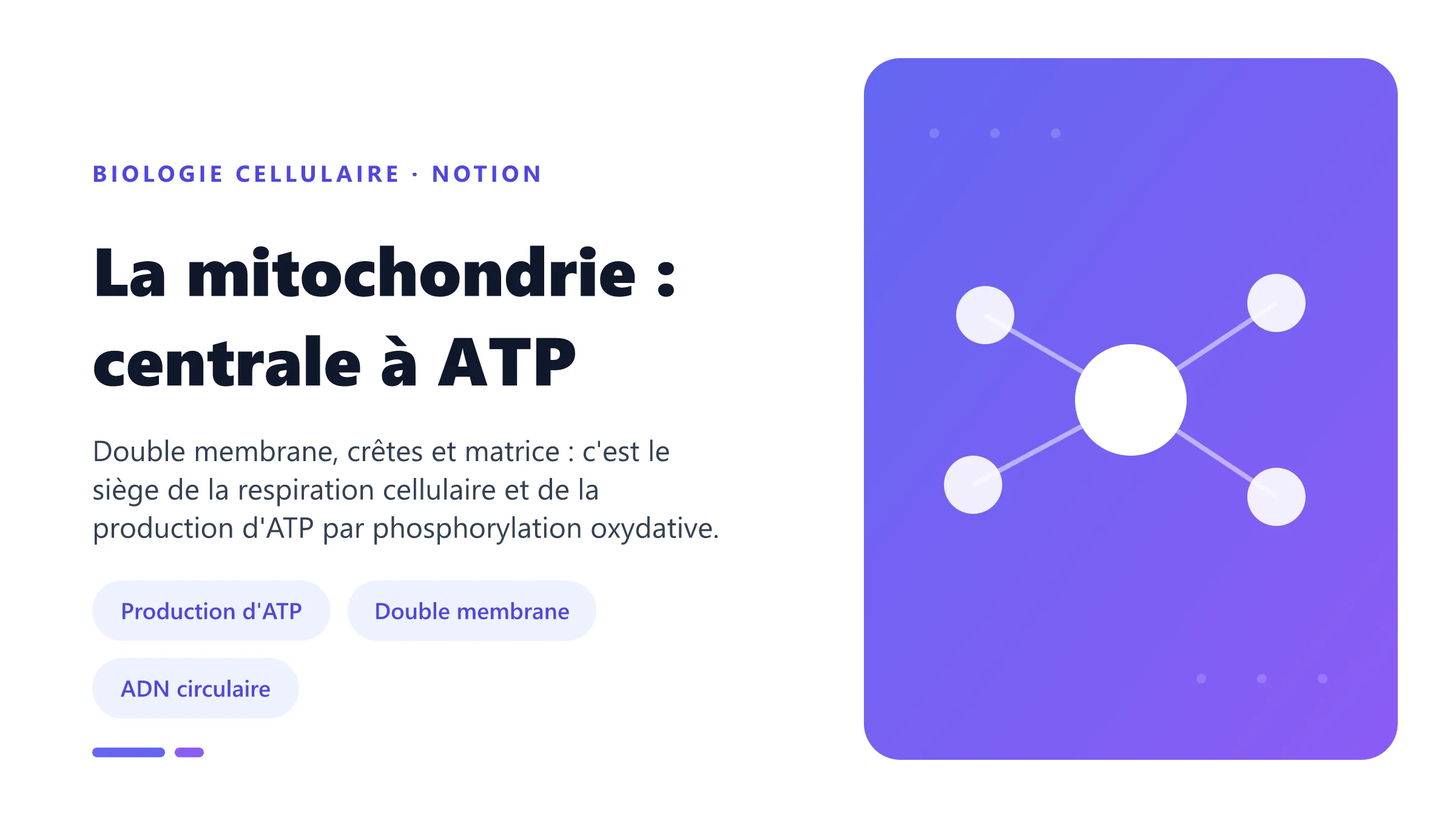 La mitochondrie : centrale à ATP La mitochondrie : organite à double membrane, siège de la respiration cellulaire et de la production d'ATP.