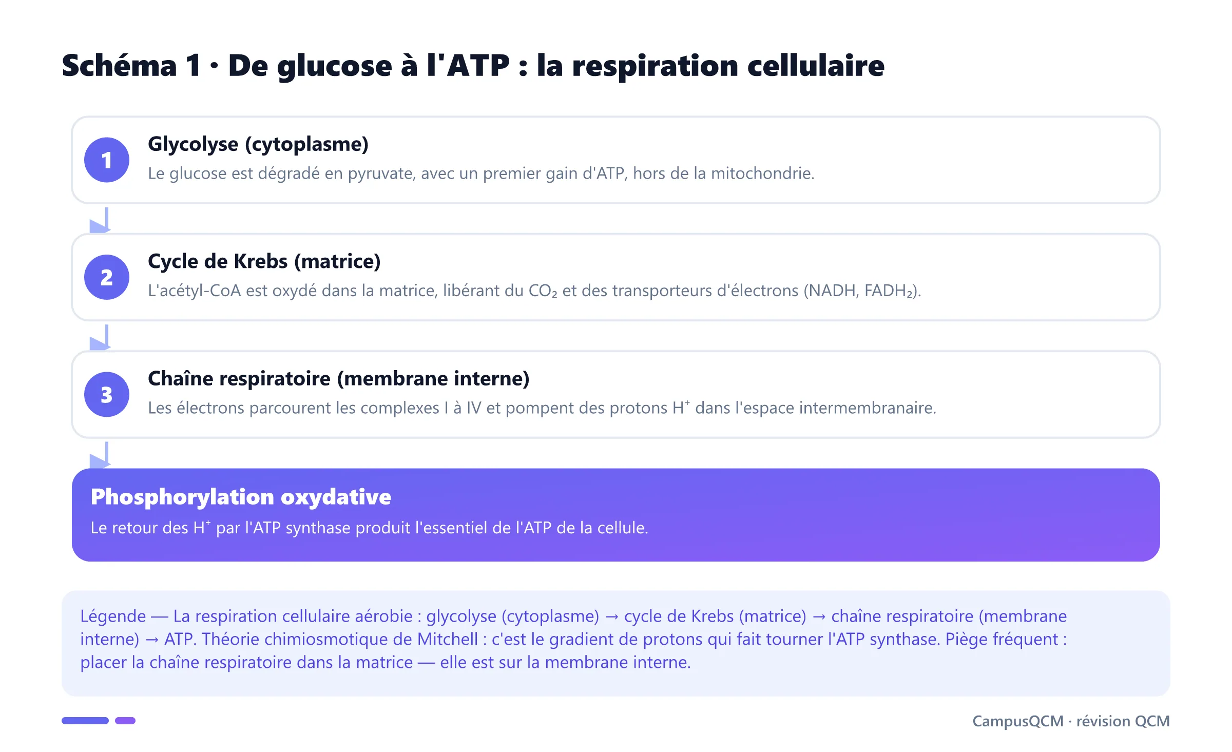 Mécanisme de la phosphorylation oxydative : glycolyse, acétyl-CoA, cycle de Krebs, chaîne respiratoire, gradient de protons dans l'espace intermembranaire et production d'ATP par l'ATP synthase.