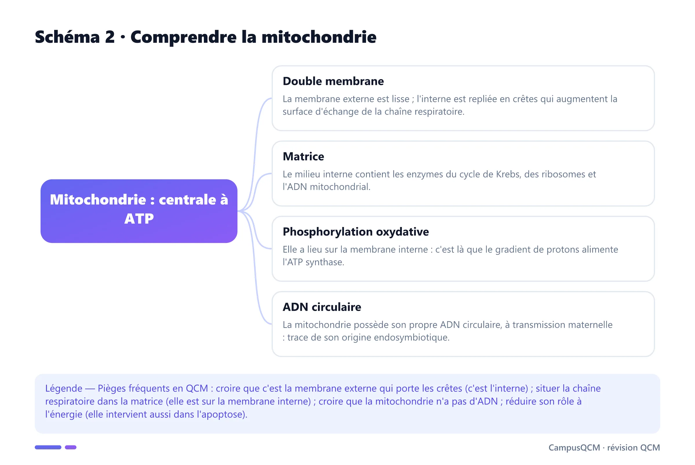 Coupe simplifiée d'une mitochondrie montrant de l'intérieur vers l'extérieur la matrice, la membrane interne et ses crêtes, l'espace intermembranaire et la membrane externe.