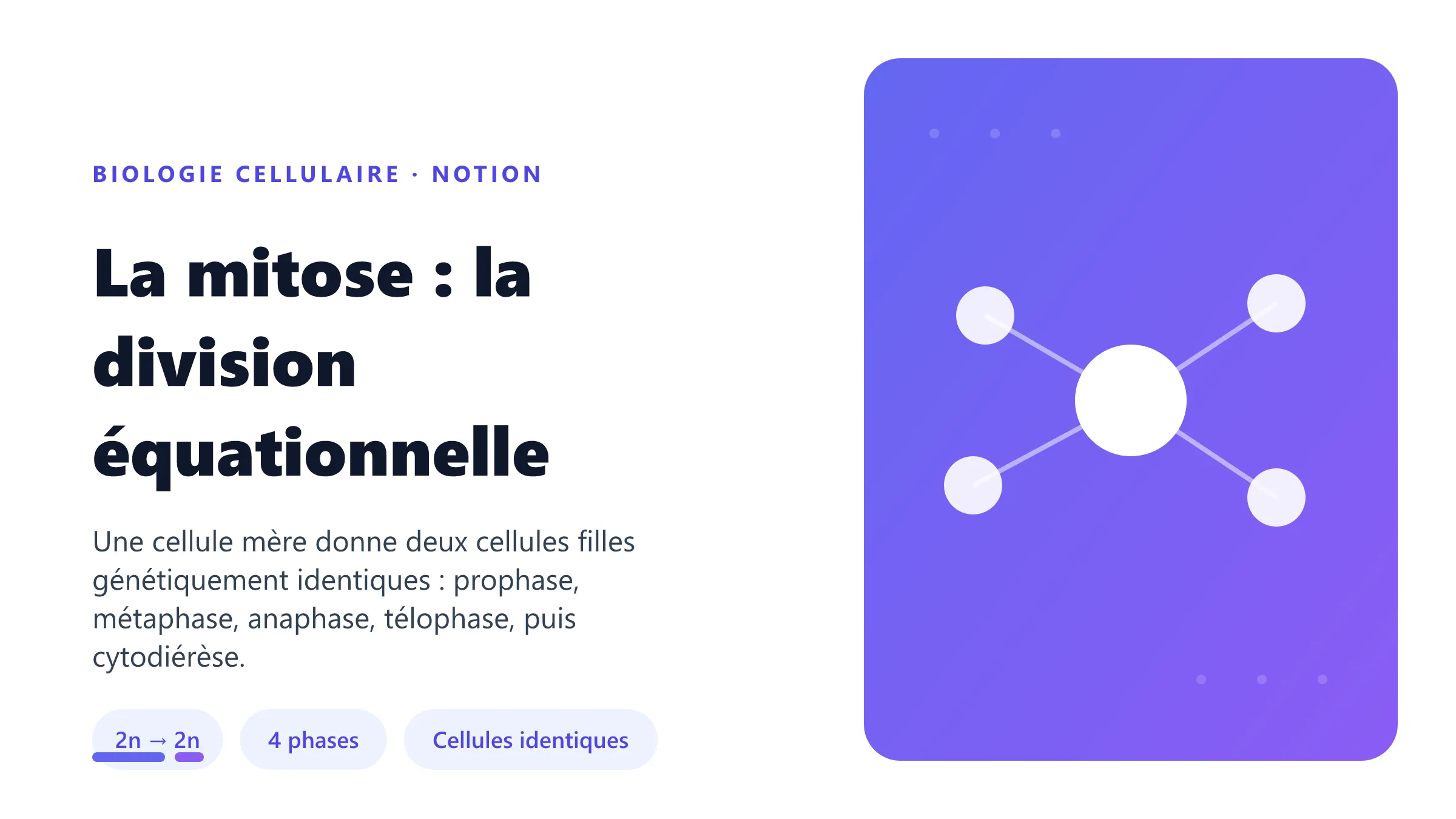 La mitose : la division équationnelle La mitose : division cellulaire équationnelle en quatre phases produisant deux cellules filles identiques à la cellule mère.