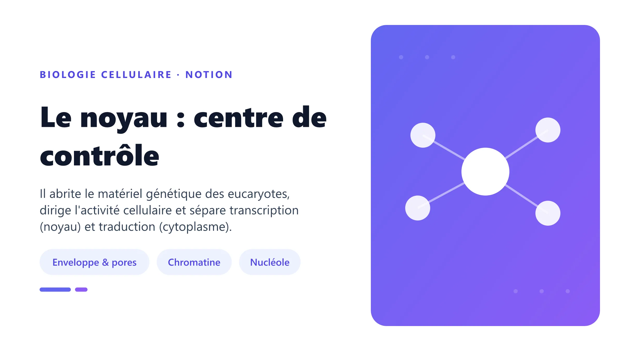Le noyau : centre de contrôle Le noyau : organite des cellules eucaryotes contenant l'ADN et dirigeant l'expression génétique.