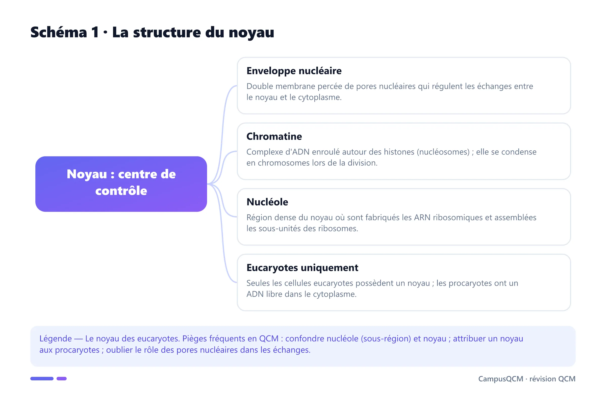 Cellule eucaryote légendée montrant le noyau, la chromatine, le nucléole, l'enveloppe nucléaire à double membrane et les pores nucléaires.