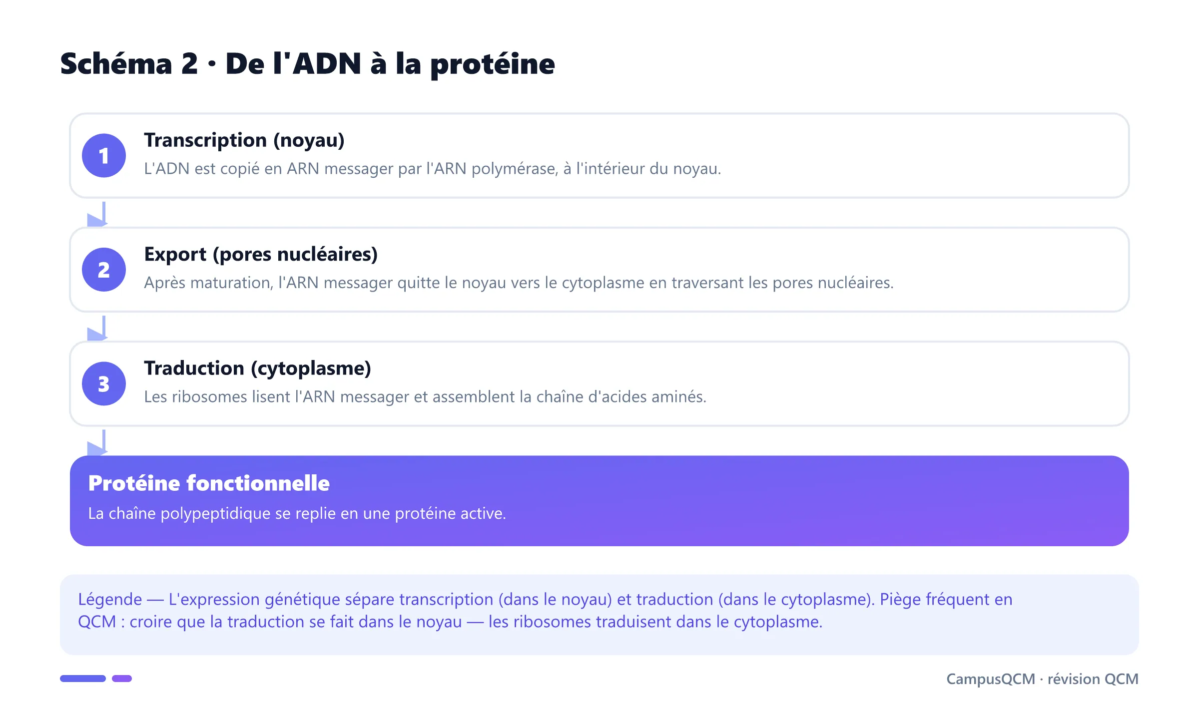 Voie de l'expression génétique eucaryote : ADN dans le noyau, transcription en pré-ARN messager, maturation, export par un pore nucléaire, traduction par un ribosome dans le cytoplasme et formation d'une protéine.