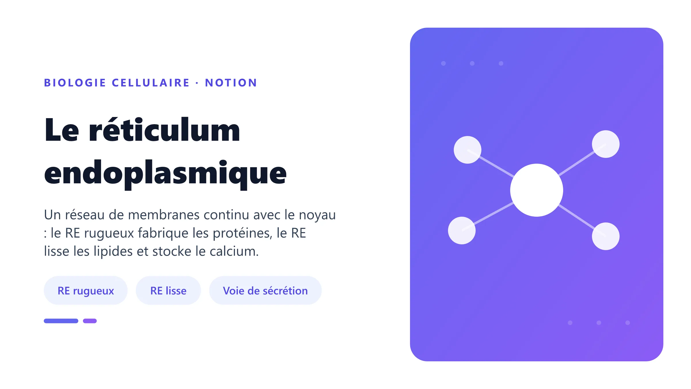 Le réticulum endoplasmique Le réticulum endoplasmique : réseau de membranes rugueux et lisse assurant la synthèse des protéines et des lipides.