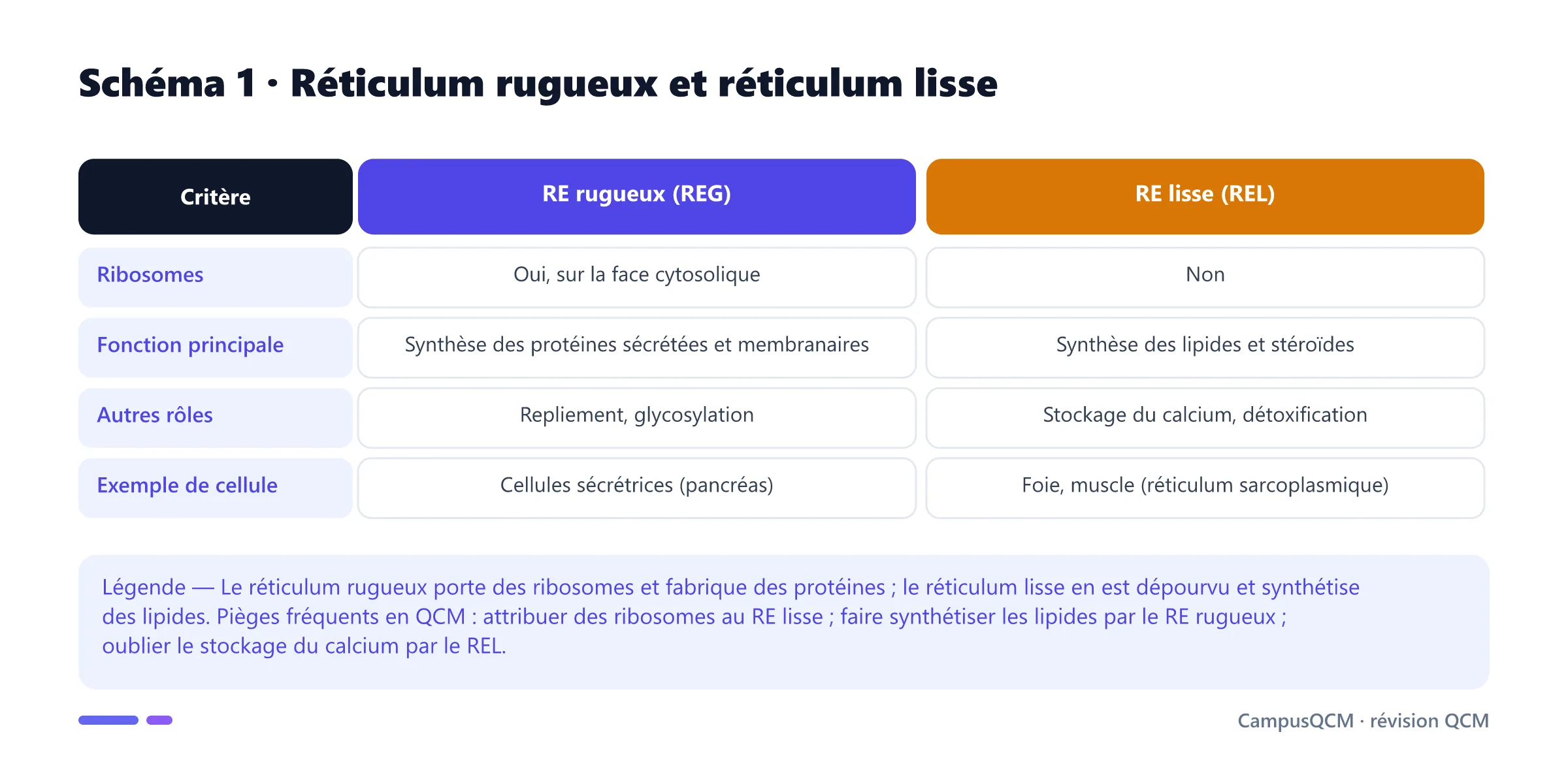 Tableau comparatif du réticulum endoplasmique rugueux et lisse : présence de ribosomes, fonctions de synthèse, rôles annexes et exemples de cellules.