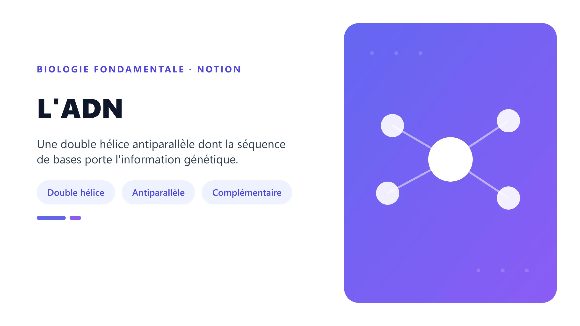 L'ADN Structure et organisation de l'ADN, molécule en double hélice formée de deux brins antiparallèles complémentaires.