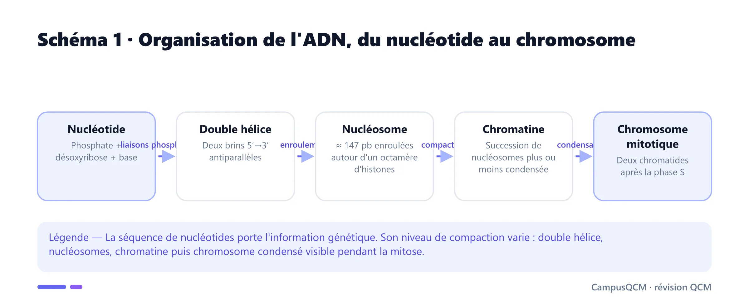 Schéma des niveaux d'organisation de l'ADN : nucléotide, double hélice antiparallèle, nucléosome, chromatine et chromosome mitotique.