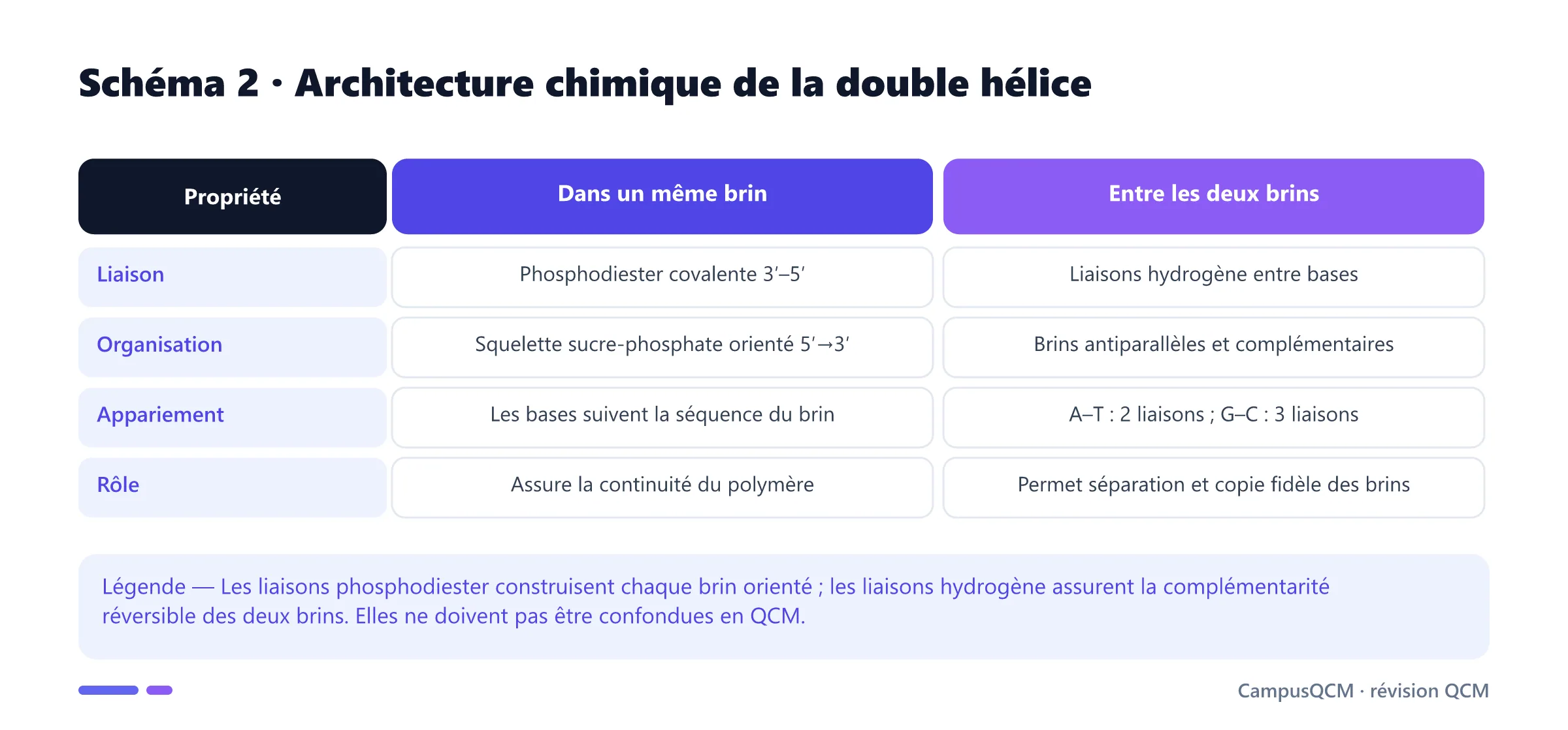 Tableau de l'architecture de l'ADN comparant liaisons phosphodiester intrabrin et liaisons hydrogène interbrins, orientations 5′ et 3′ et appariements A-T et G-C.