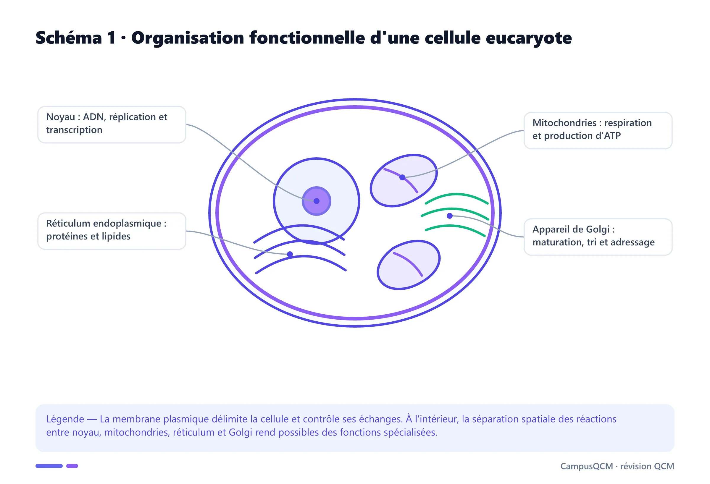 Cellule eucaryote légendée montrant noyau, mitochondries, réticulum endoplasmique et appareil de Golgi avec leurs fonctions.
