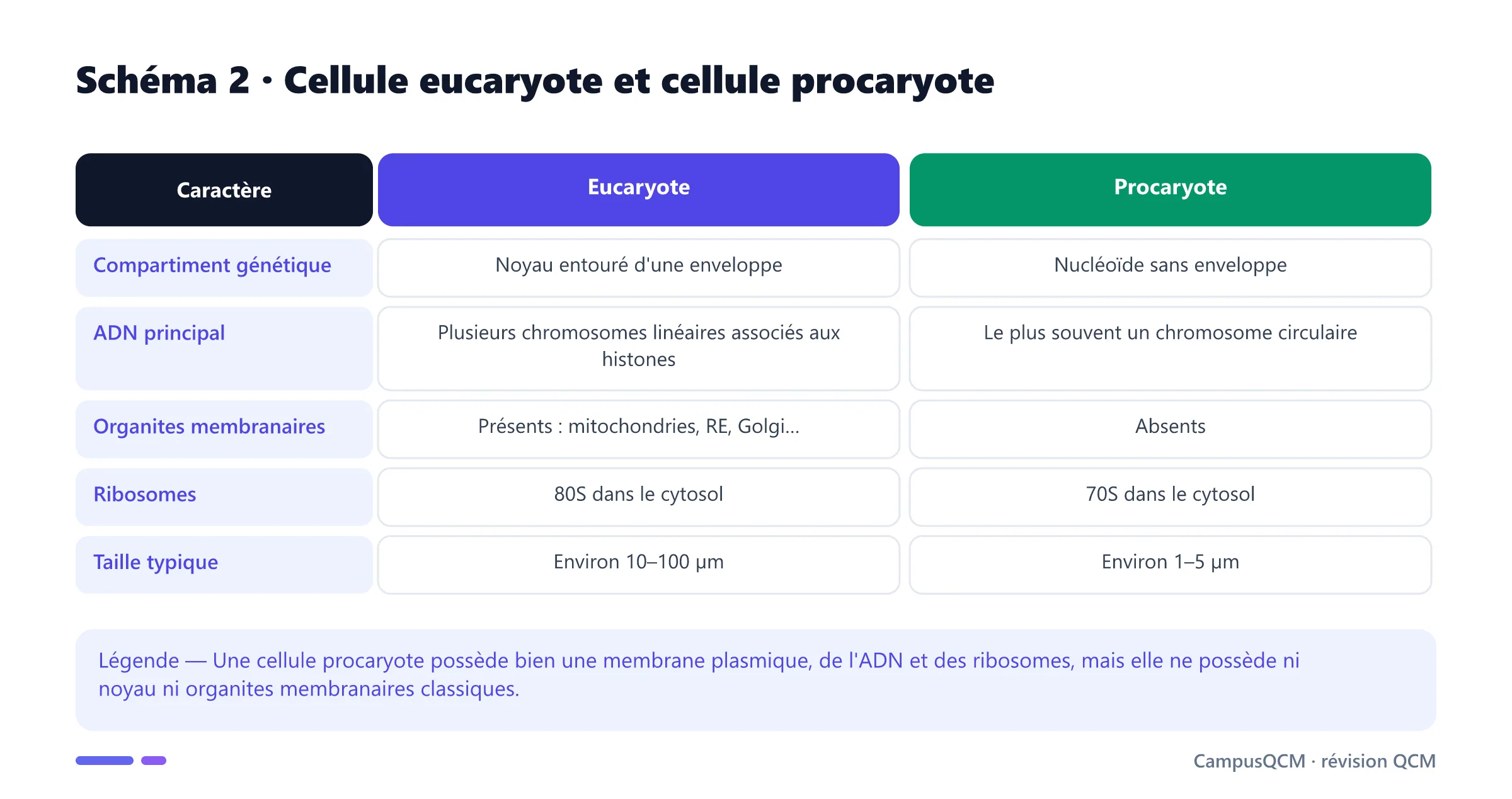 Tableau comparatif des cellules eucaryotes et procaryotes : noyau, forme de l'ADN, organites, ribosomes et taille.