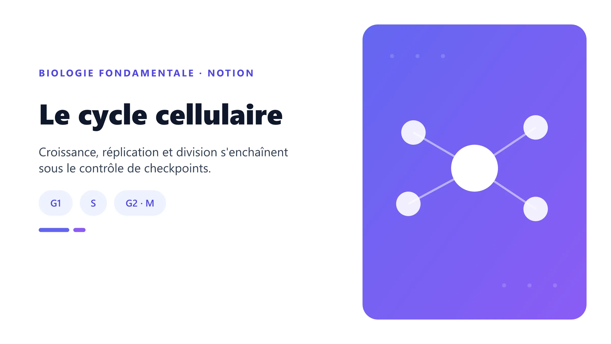 Le cycle cellulaire Cycle cellulaire montrant les phases G1, S, G2 et M et leur régulation par les points de contrôle.