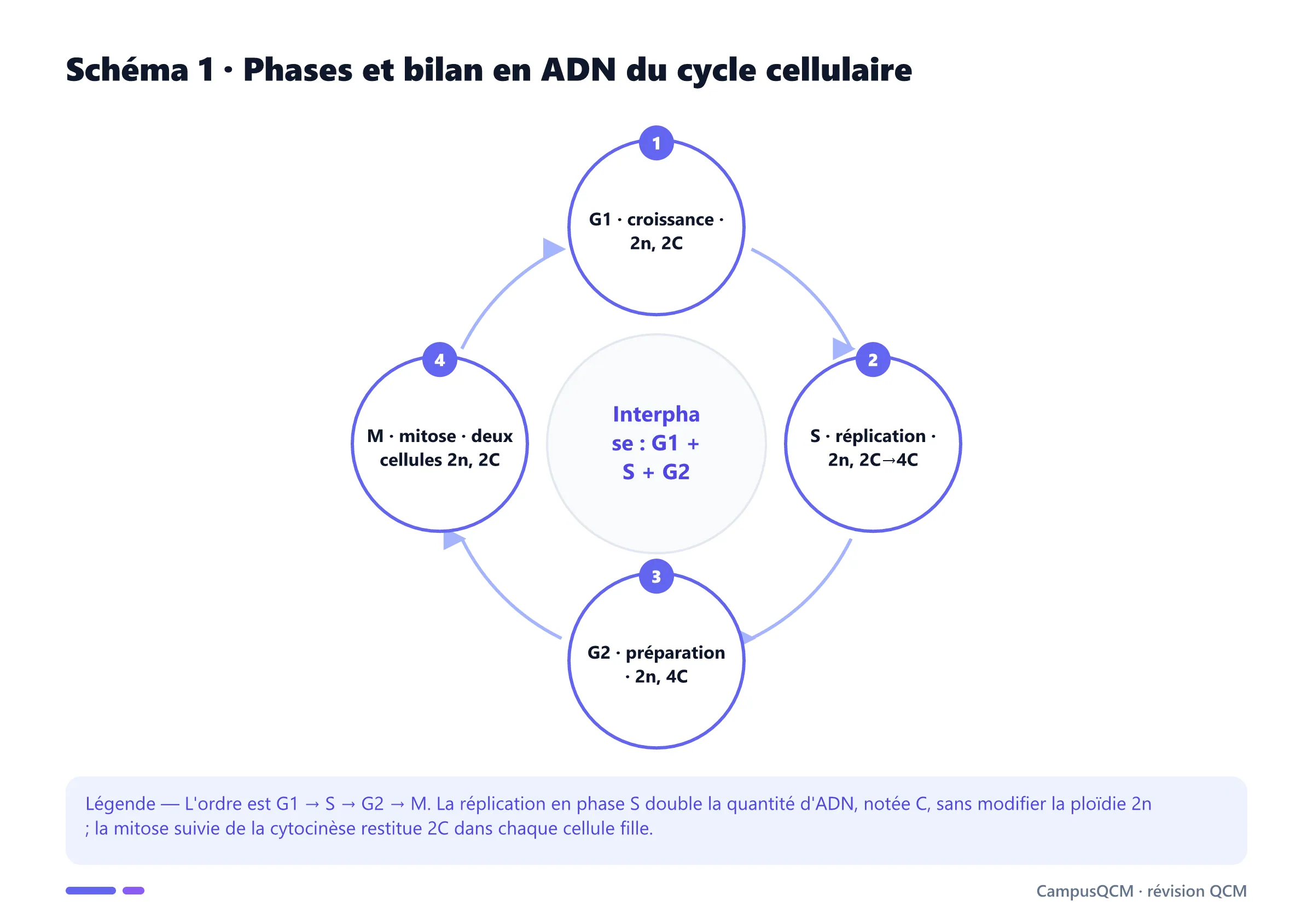 Schéma circulaire des phases G1, S, G2 et M avec le bilan de ploïdie 2n et de quantité d'ADN 2C ou 4C.