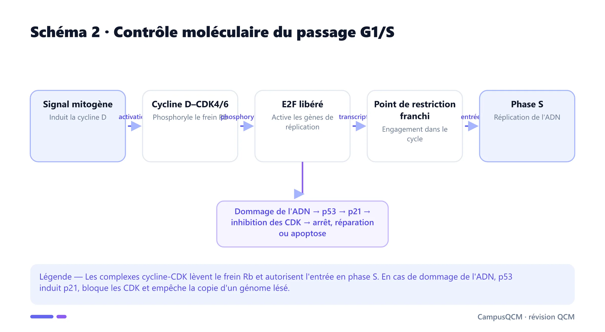 Voie moléculaire du point G1/S : signal mitogène, cycline D-CDK4/6, phosphorylation de Rb, libération d'E2F et entrée en phase S, avec frein p53-p21 en cas de lésion de l'ADN.