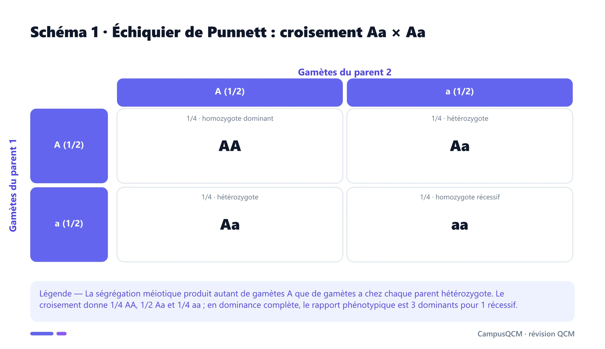 Échiquier de Punnett du croisement monohybride Aa par Aa montrant les génotypes AA, Aa et aa et leurs probabilités.