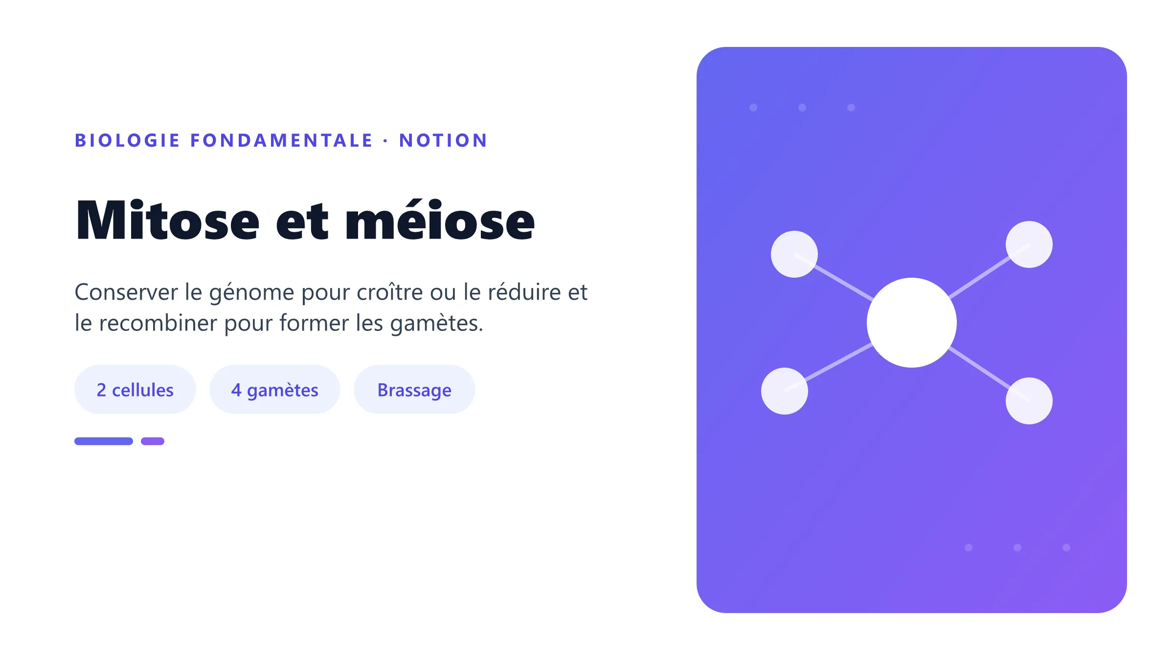 Mitose et méiose Comparaison du bilan chromosomique de la mitose et de la méiose après une réplication de l'ADN.