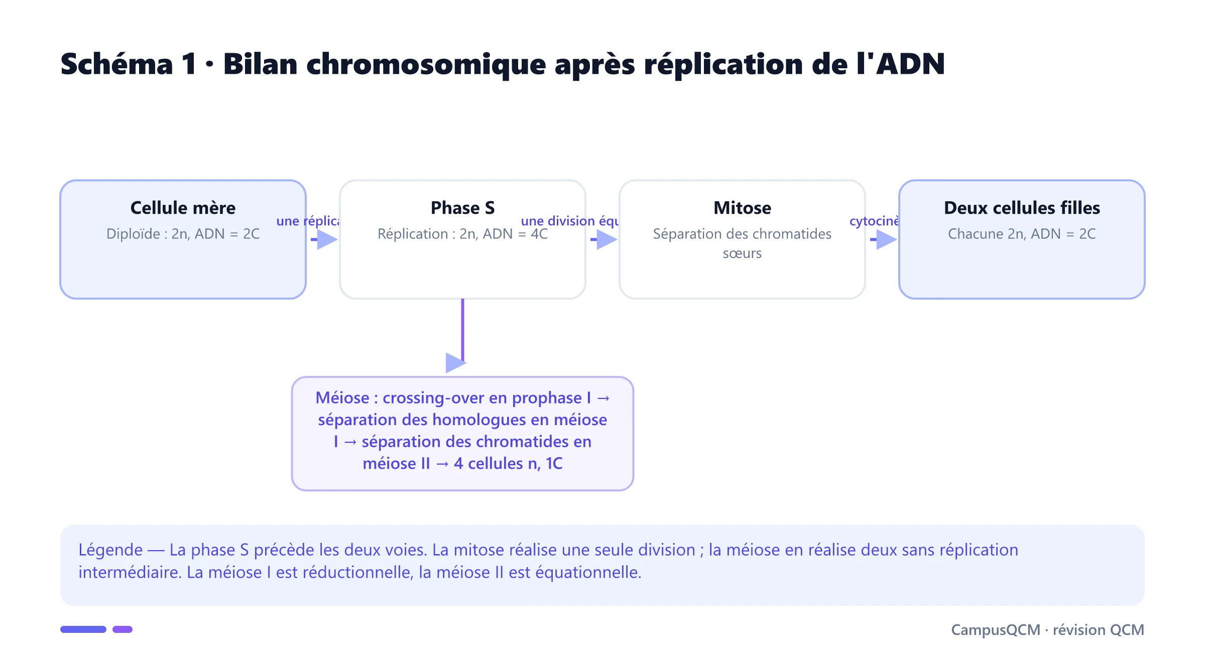 Schéma comparatif du bilan 2n et C : réplication de 2C à 4C, mitose vers deux cellules 2n 2C ou méiose vers quatre cellules n 1C.