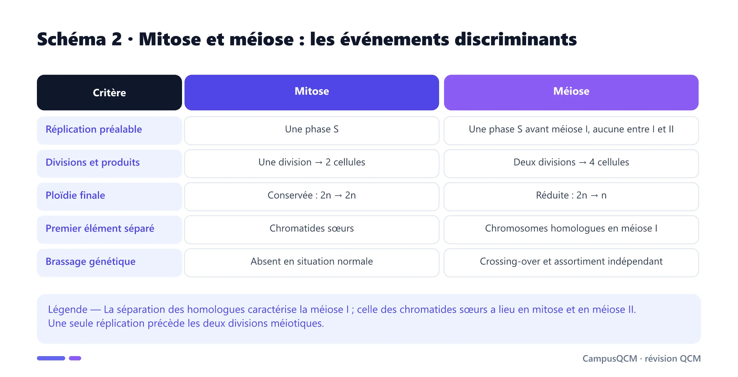 Tableau comparatif de la mitose et de la méiose : réplication, nombre de divisions, ploïdie, séparation des homologues ou chromatides et brassage génétique.