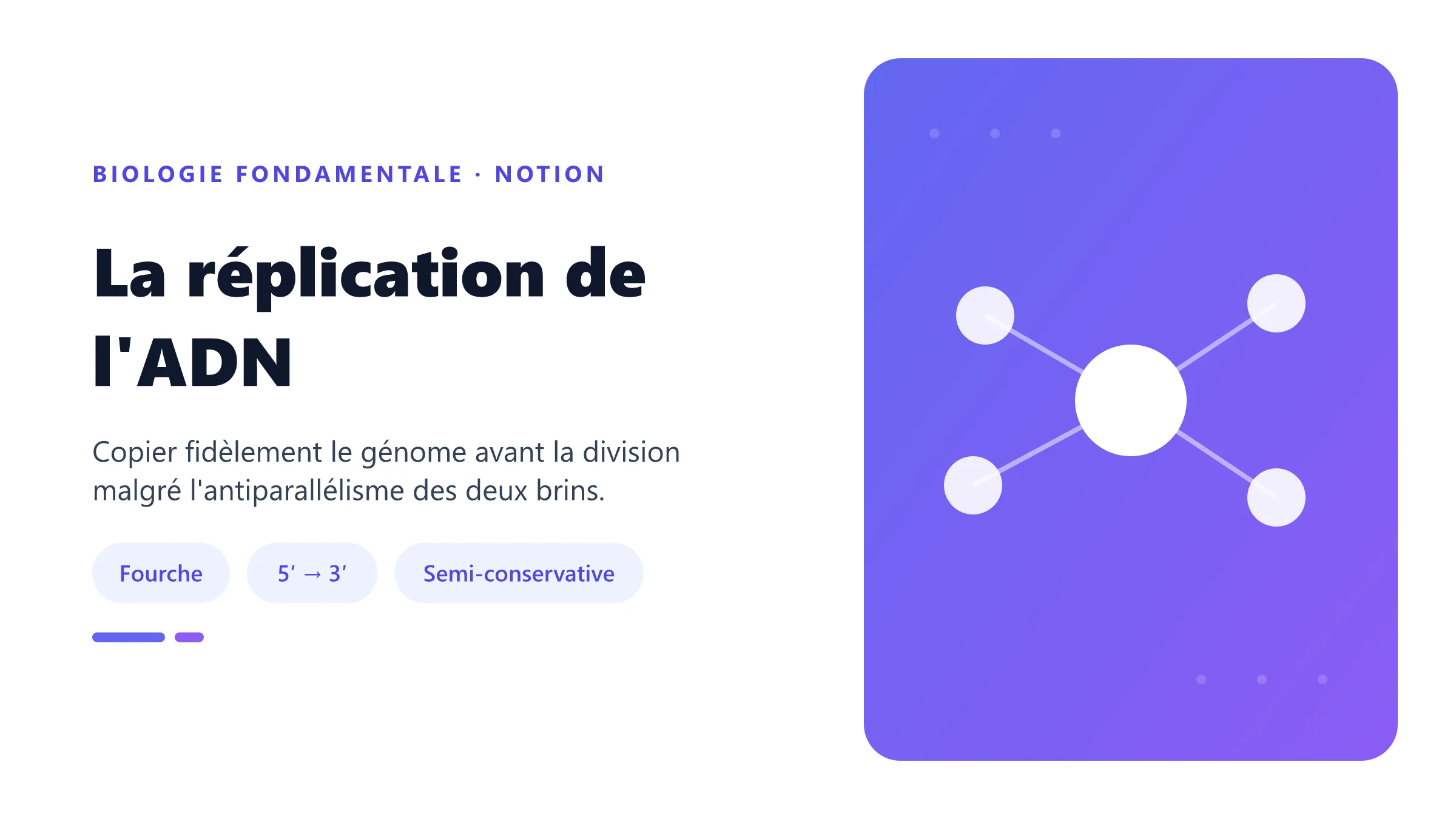 La réplication de l'ADN Fourche de réplication de l'ADN montrant synthèse continue du brin directeur et fragments d'Okazaki du brin retardé.