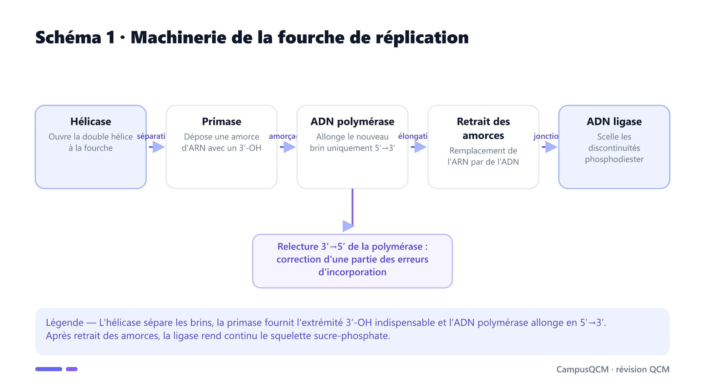 Schéma de la machinerie de réplication : hélicase, primase, ADN polymérase, retrait des amorces, ligase et relecture correctrice.