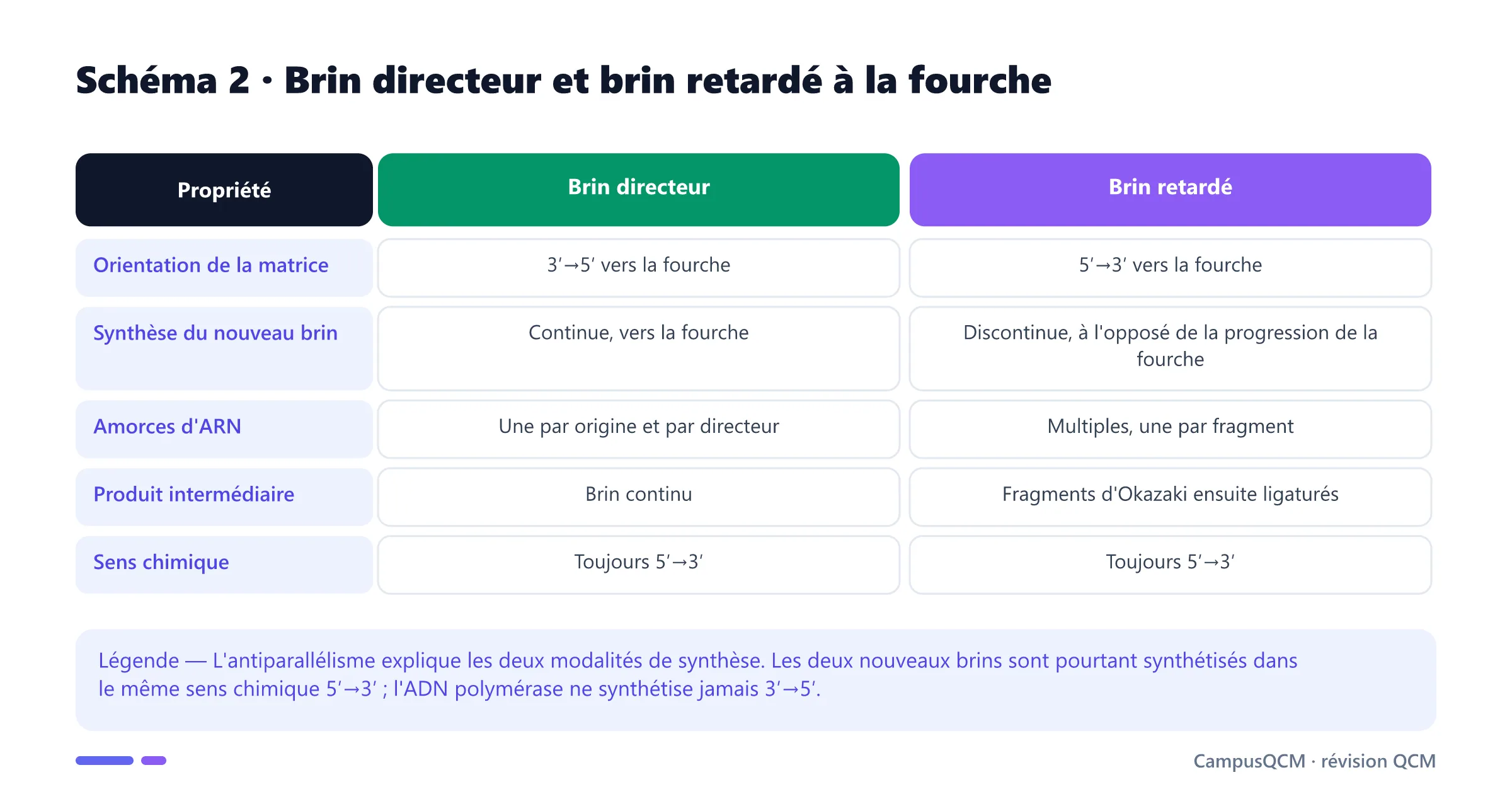 Tableau de la fourche de réplication comparant orientation, continuité, amorces et fragments d'Okazaki des brins directeur et retardé.