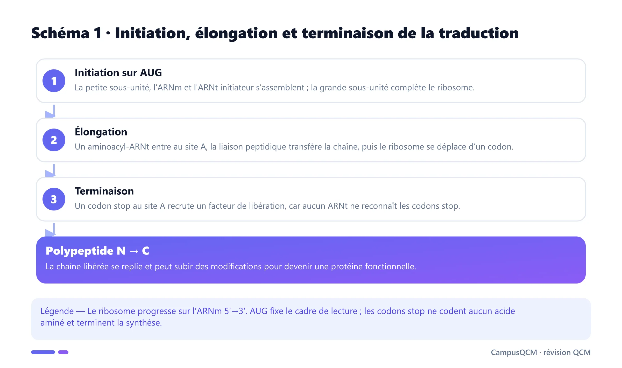 Schéma des trois étapes de la traduction : initiation au codon AUG, élongation sur le ribosome, terminaison au codon stop et libération du polypeptide.