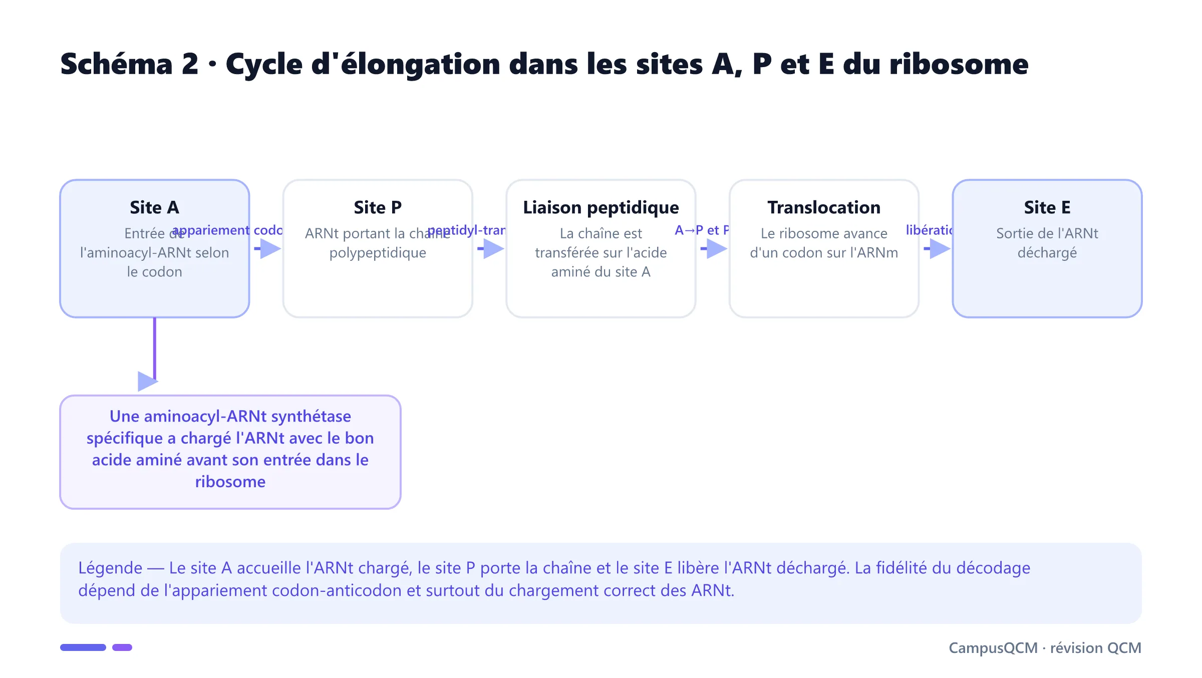 Cycle d'élongation de la traduction dans les sites A, P et E du ribosome : entrée de l'ARNt, liaison peptidique, translocation et sortie de l'ARNt déchargé.