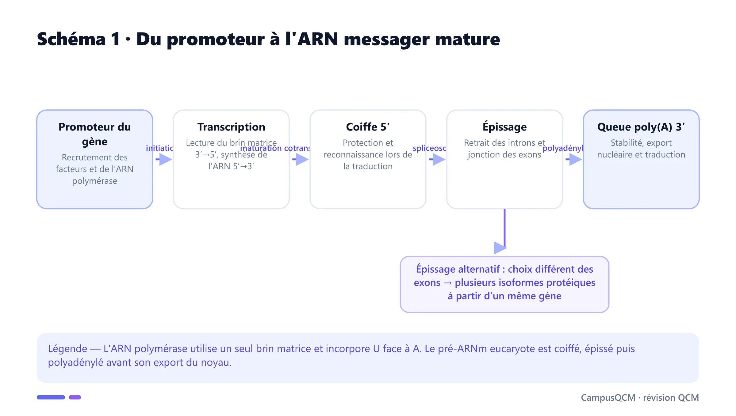 Voie de la transcription eucaryote : promoteur, synthèse 5′ vers 3′ du pré-ARNm, coiffe 5′, épissage des introns, queue poly-A 3′ et épissage alternatif.