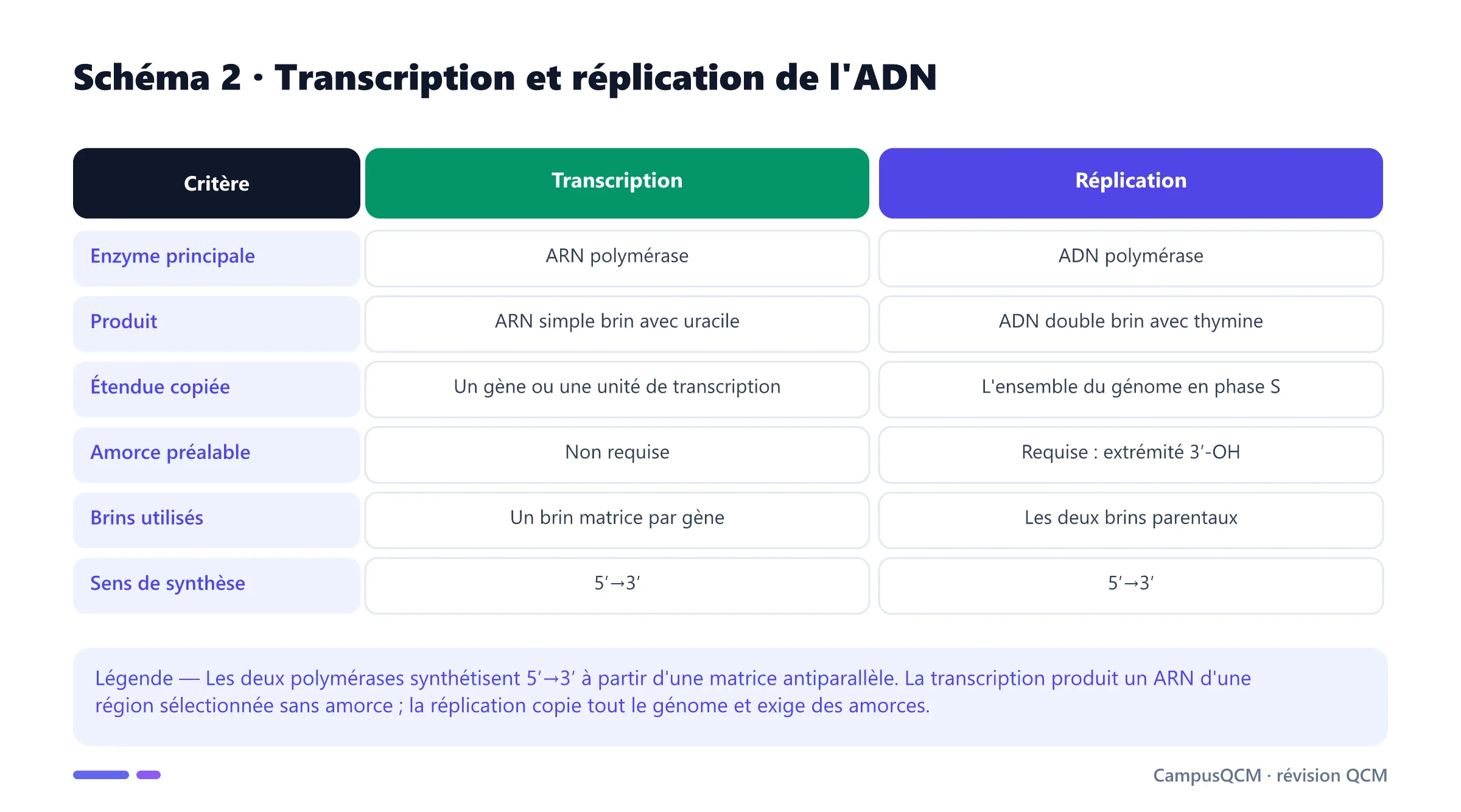 Tableau comparatif de la transcription et de la réplication selon enzyme, produit, étendue, amorce, brins matrices et sens de synthèse.