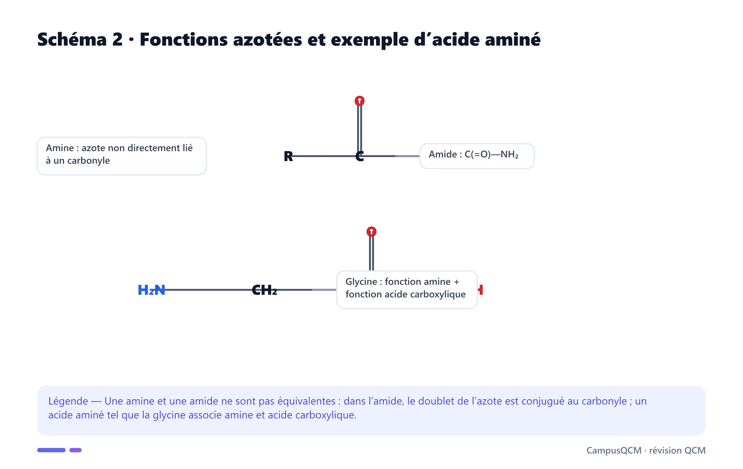 Formules structurales d’une amine, d’une amide et de la glycine.