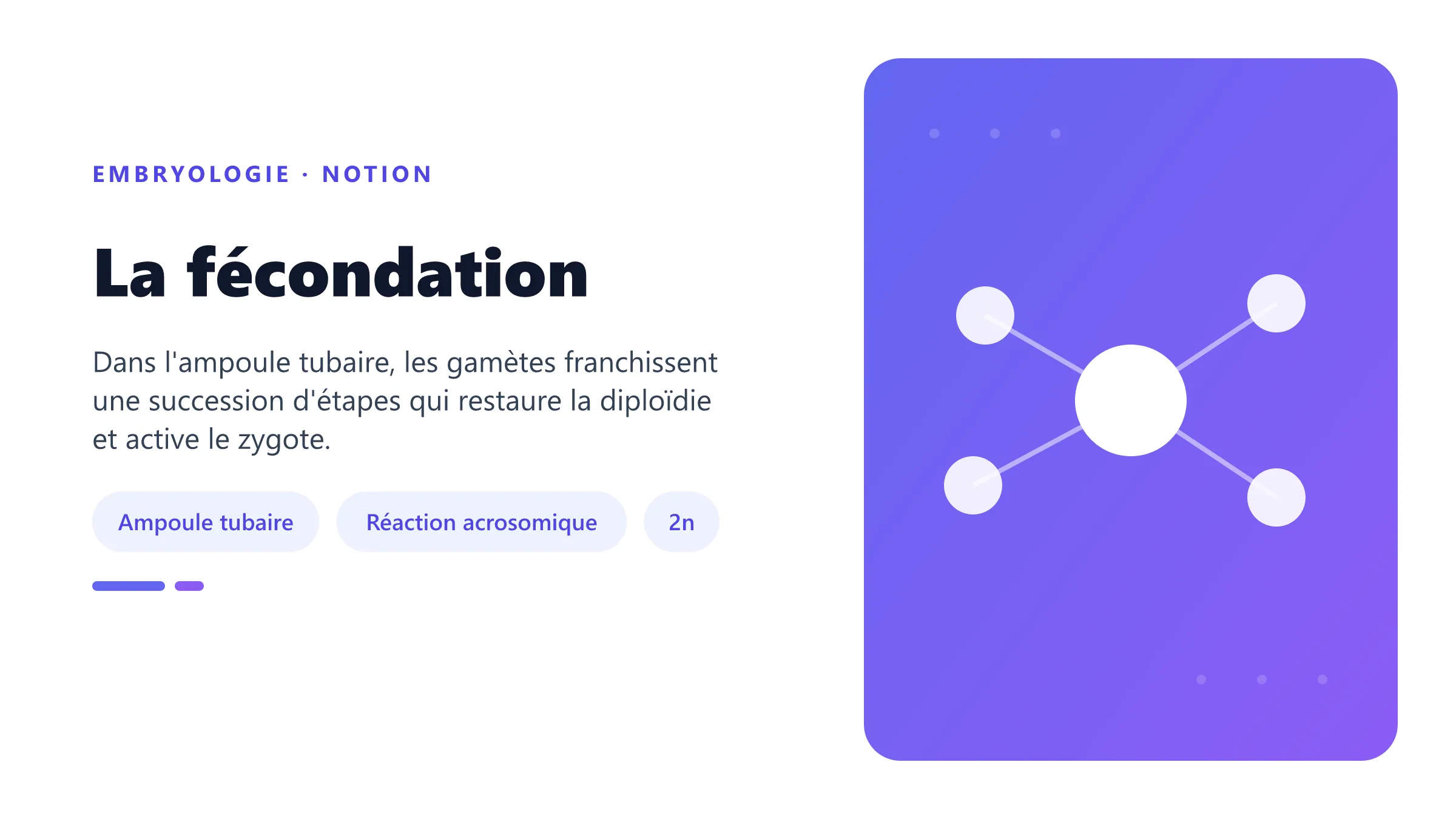 La fécondation Fécondation humaine dans l'ampoule tubaire, de la capacitation au zygote diploïde.