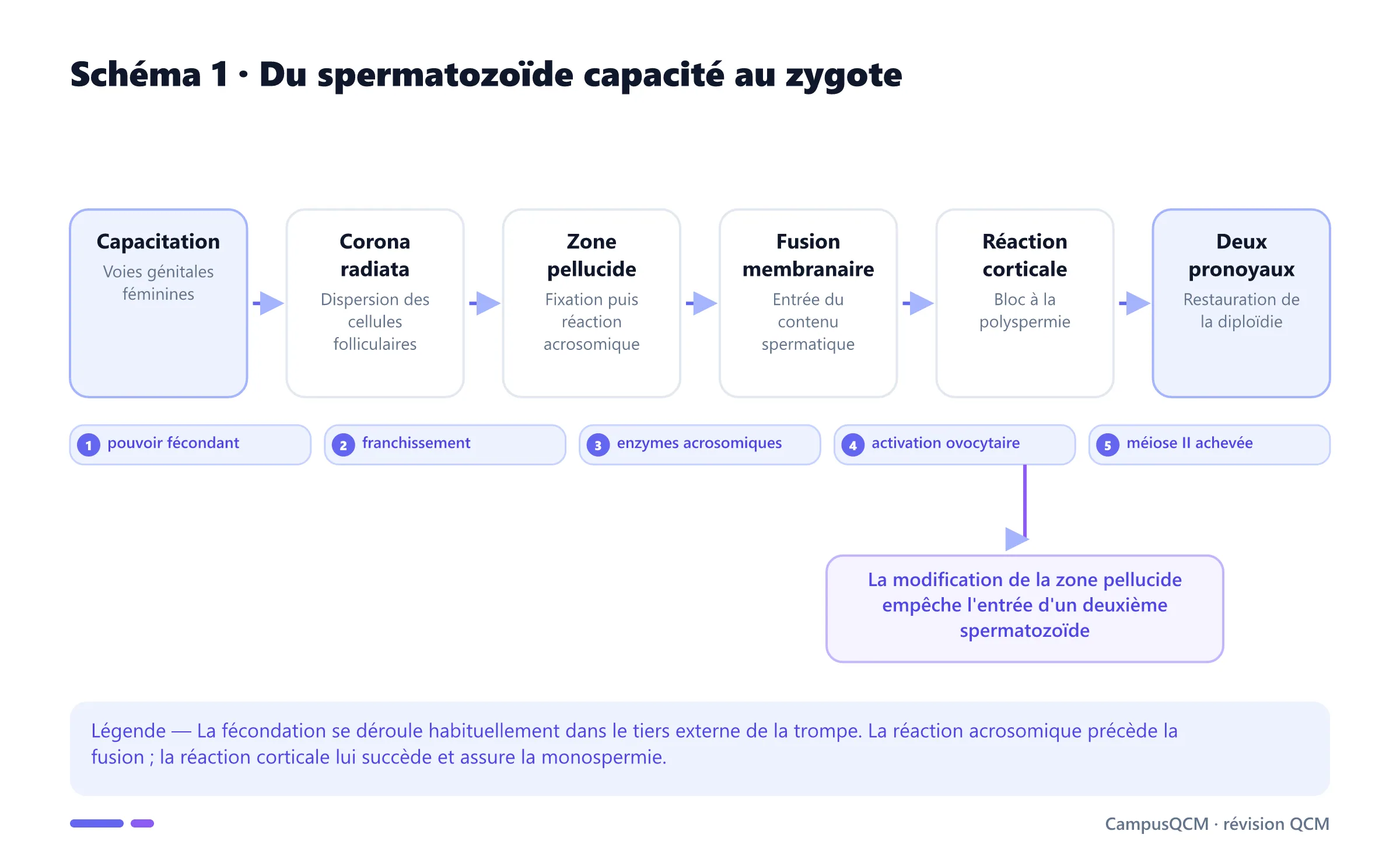 Voie détaillée de la fécondation montrant capacitation, corona radiata, zone pellucide, réaction acrosomique, fusion, réaction corticale et pronoyaux.