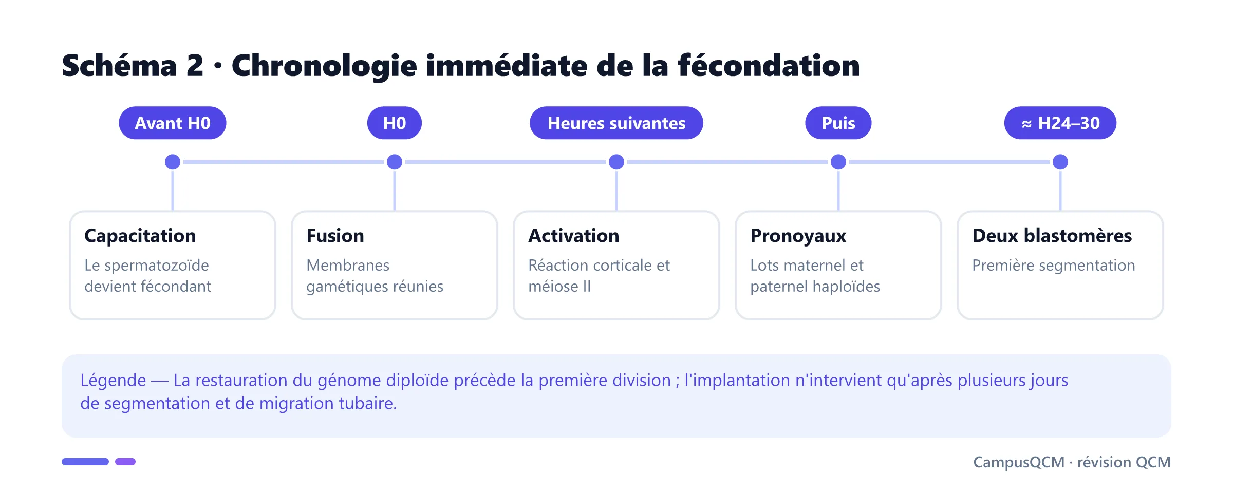 Frise chronologique de la capacitation, de la fusion des gamètes, de l'activation ovocytaire, des pronoyaux et de la première segmentation.