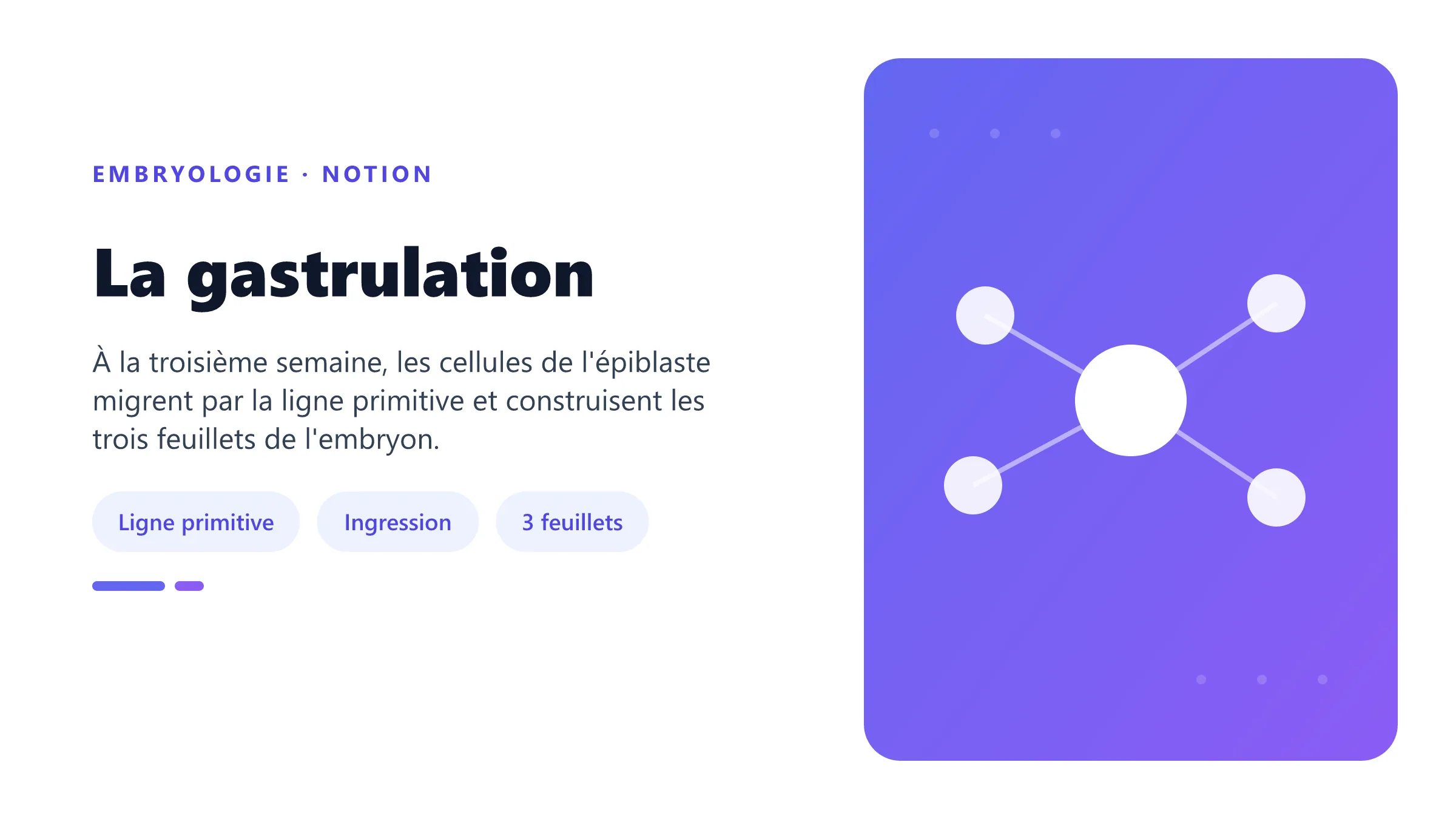 La gastrulation Mouvements cellulaires de la gastrulation par la ligne primitive et formation des trois feuillets embryonnaires.