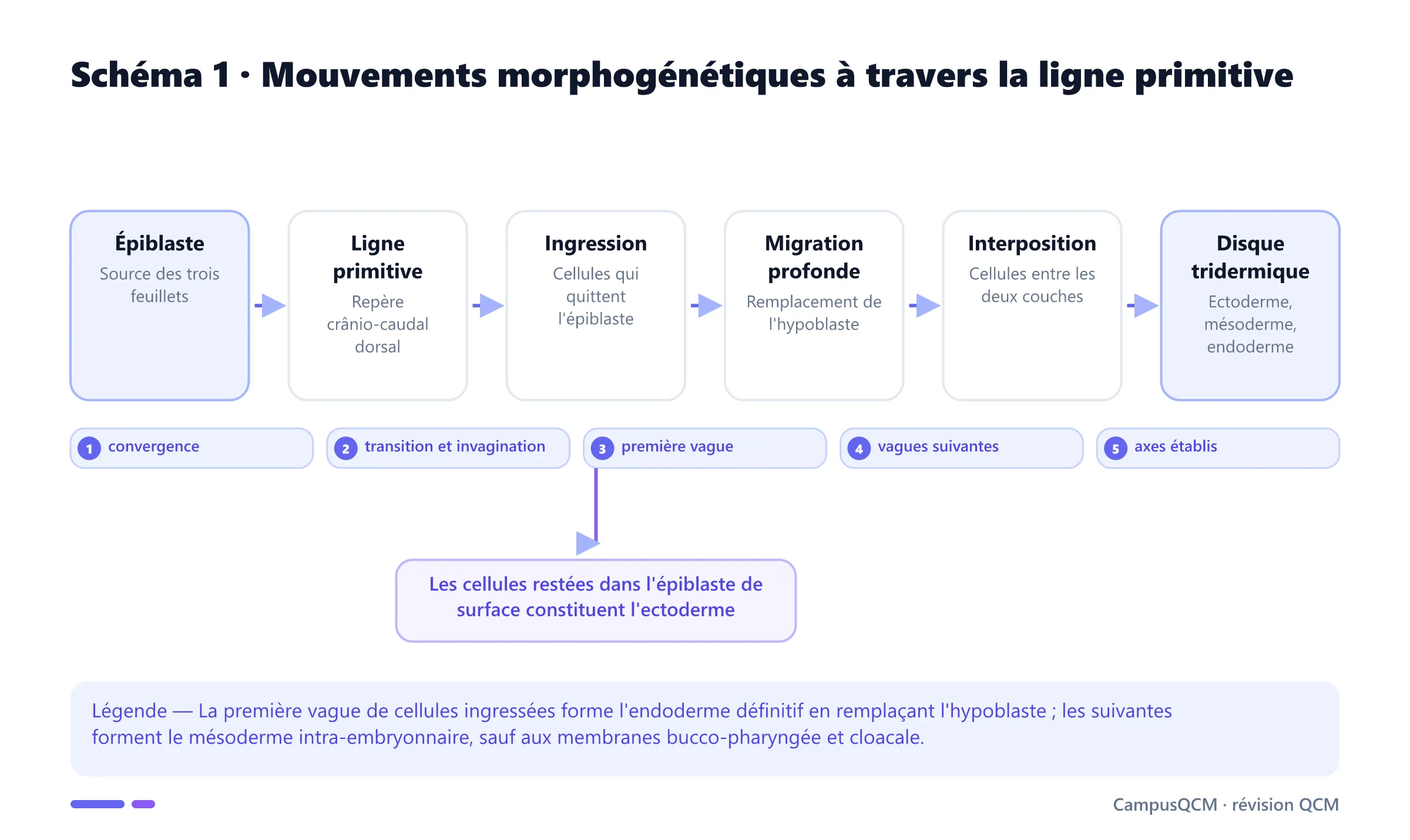 Schéma des mouvements de gastrulation montrant convergence vers la ligne primitive, ingression, migration profonde et formation de l'endoderme, du mésoderme et de l'ectoderme.
