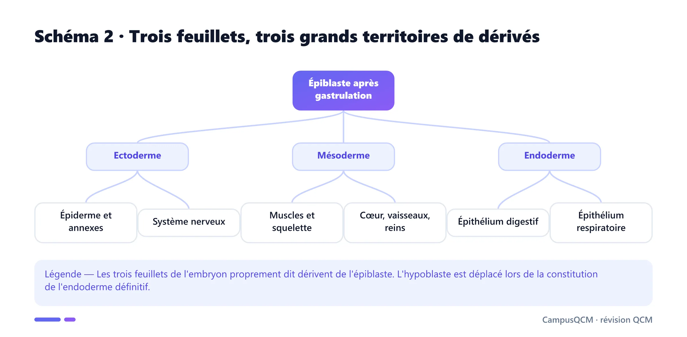 Arbre académique des dérivés majeurs de l'ectoderme, du mésoderme et de l'endoderme issus de l'épiblaste.