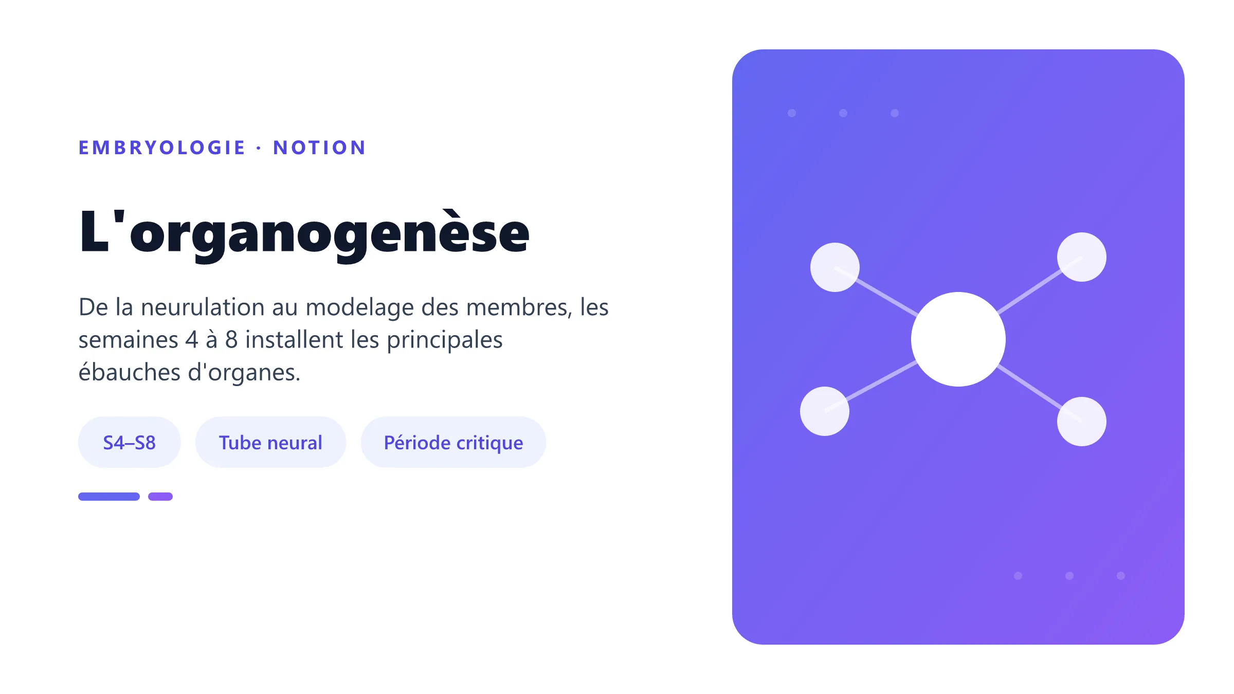 L'organogenèse Organogenèse humaine des semaines 4 à 8 avec neurulation, repliement et formation des ébauches d'organes.